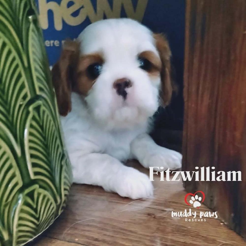 Pemberley Litter: Fitzwilliam — thumbnail 6