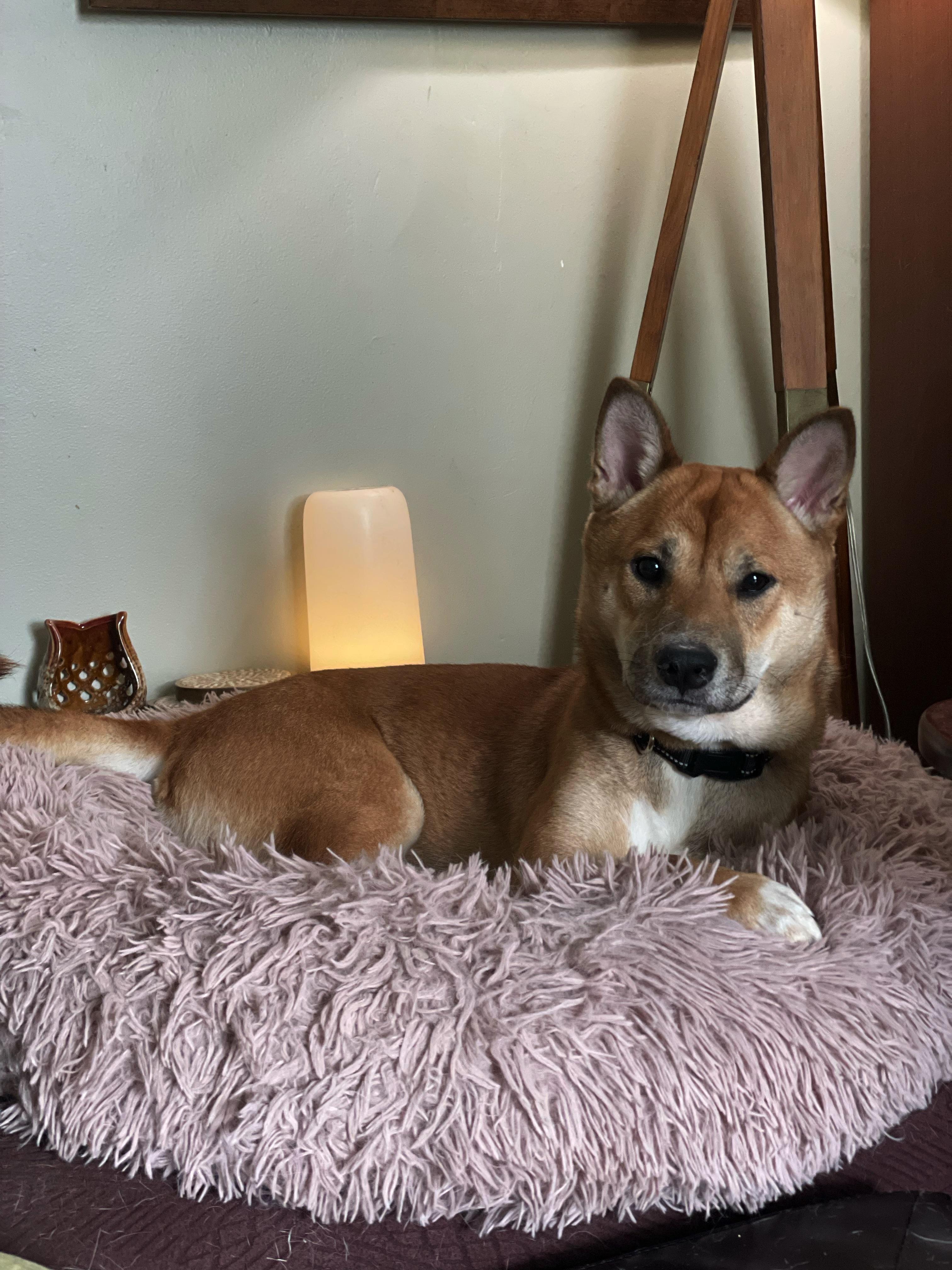 Lanni, an adopted Shiba Inu in Toms River, NJ image 6/6