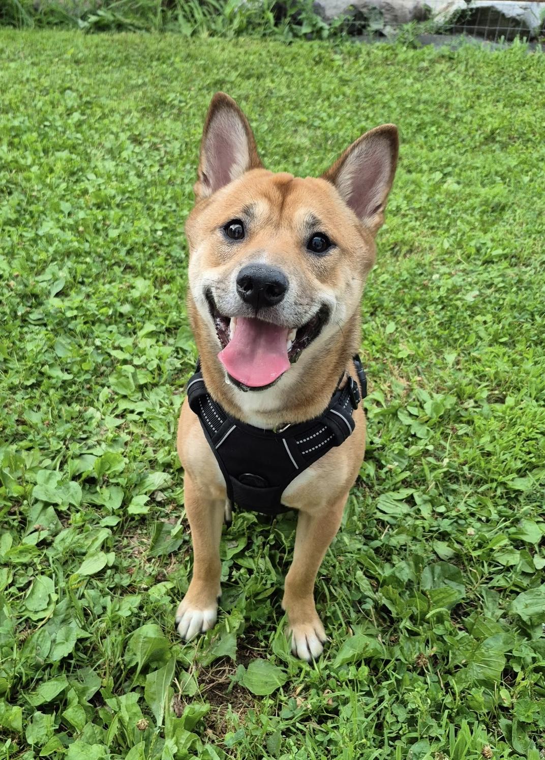 Lanni, adopted, Young Male Shiba Inu.