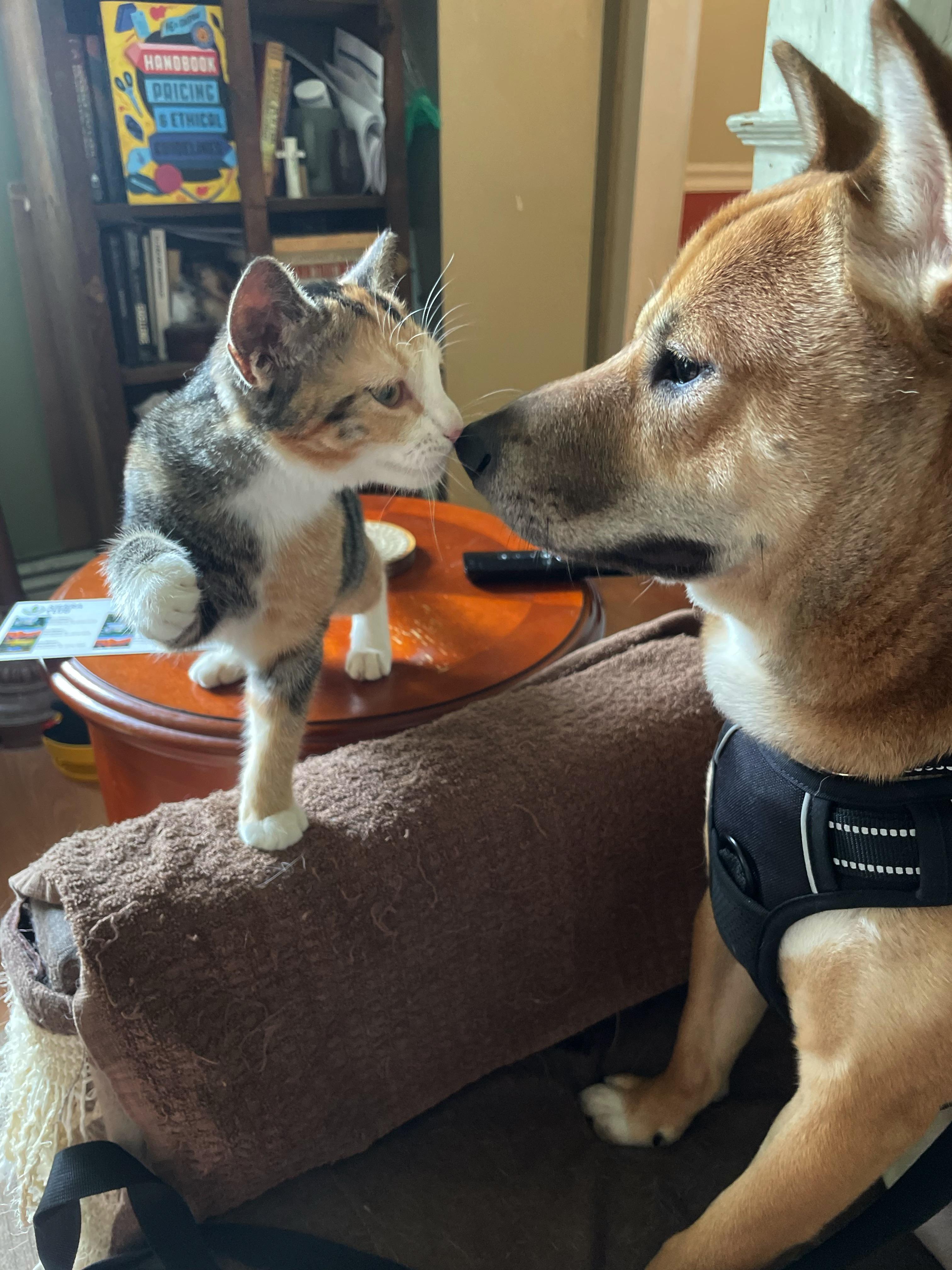 Lanni, an adopted Shiba Inu in Toms River, NJ image 3/6