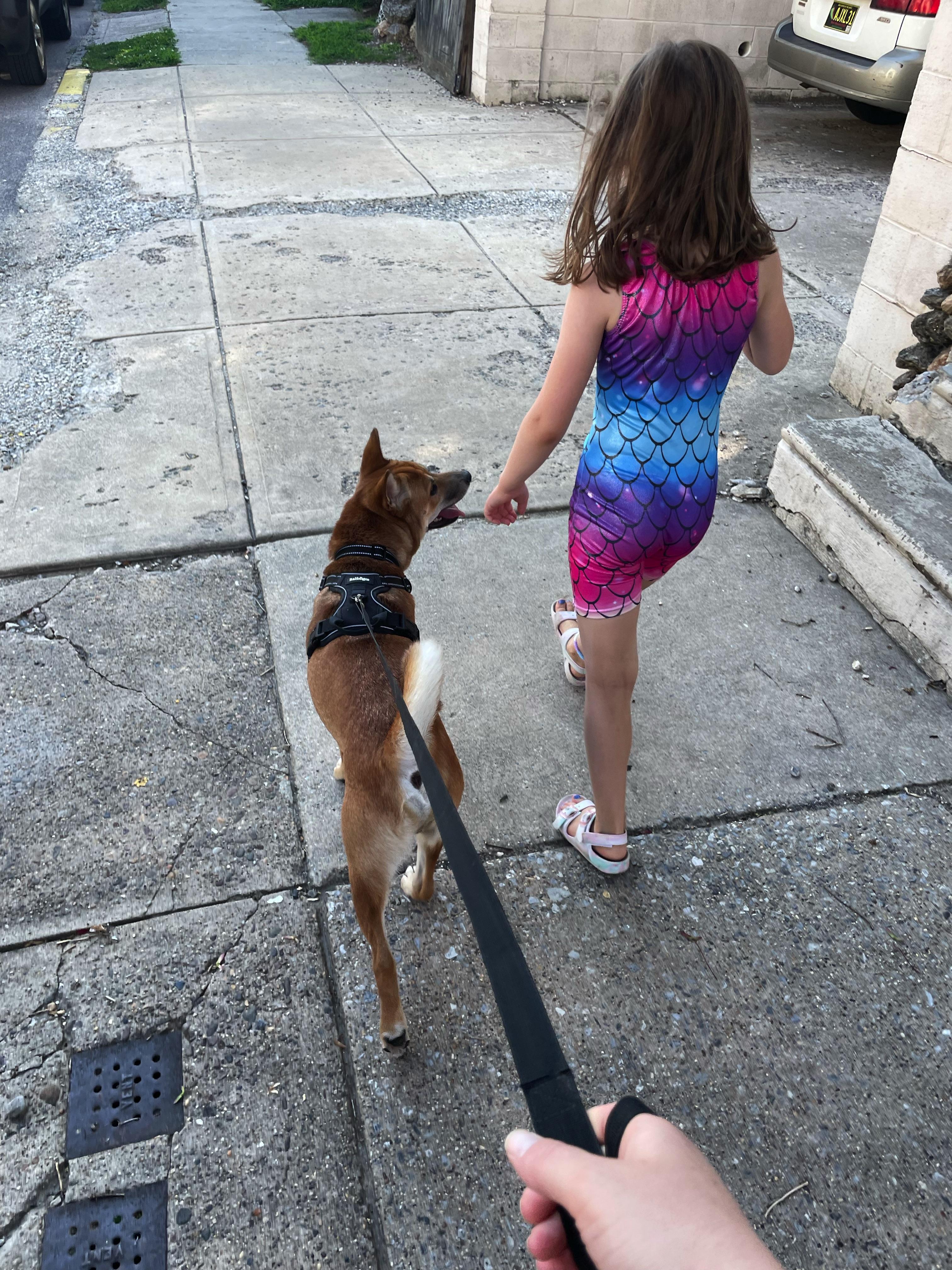 Lanni, an adopted Shiba Inu in Toms River, NJ image 4/6