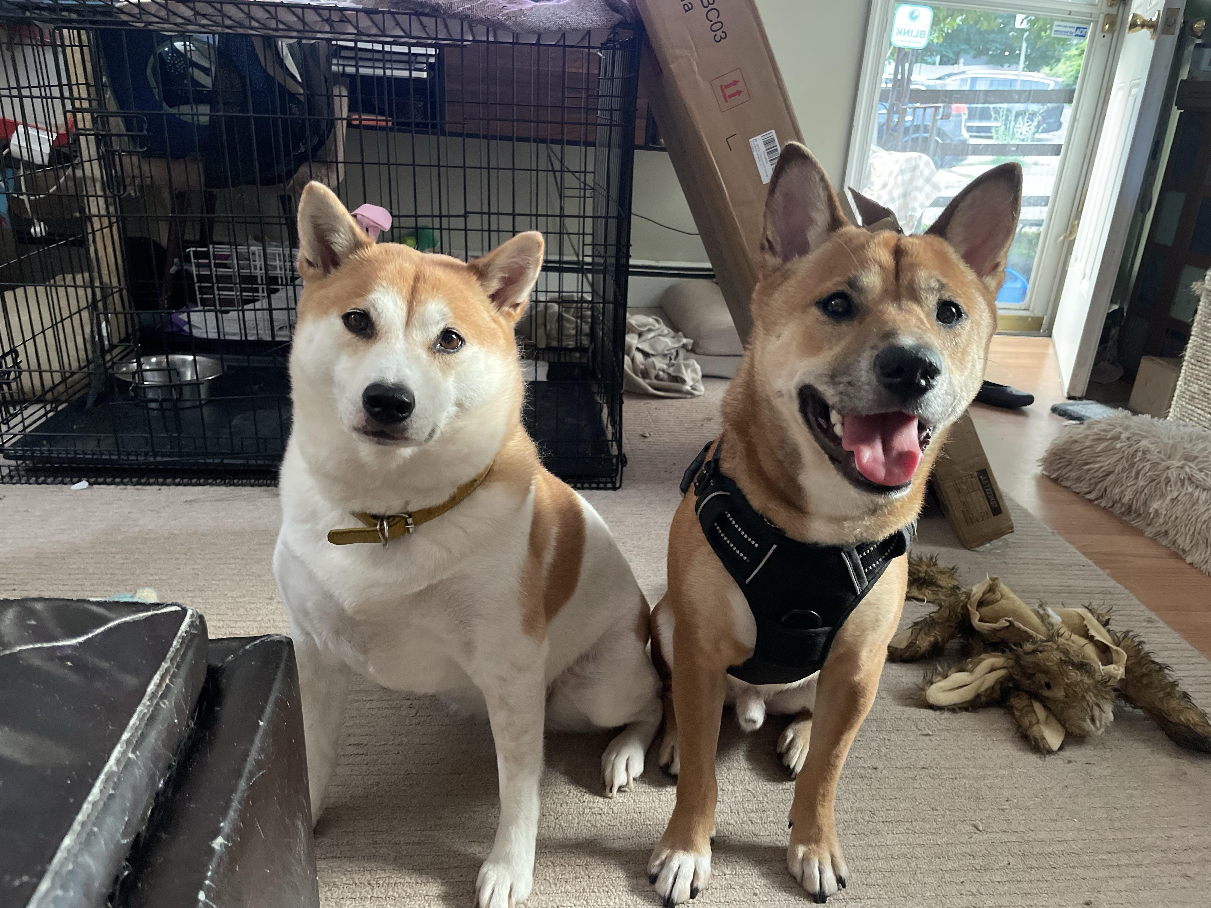Lanni, an adopted Shiba Inu in Toms River, NJ image 2/6