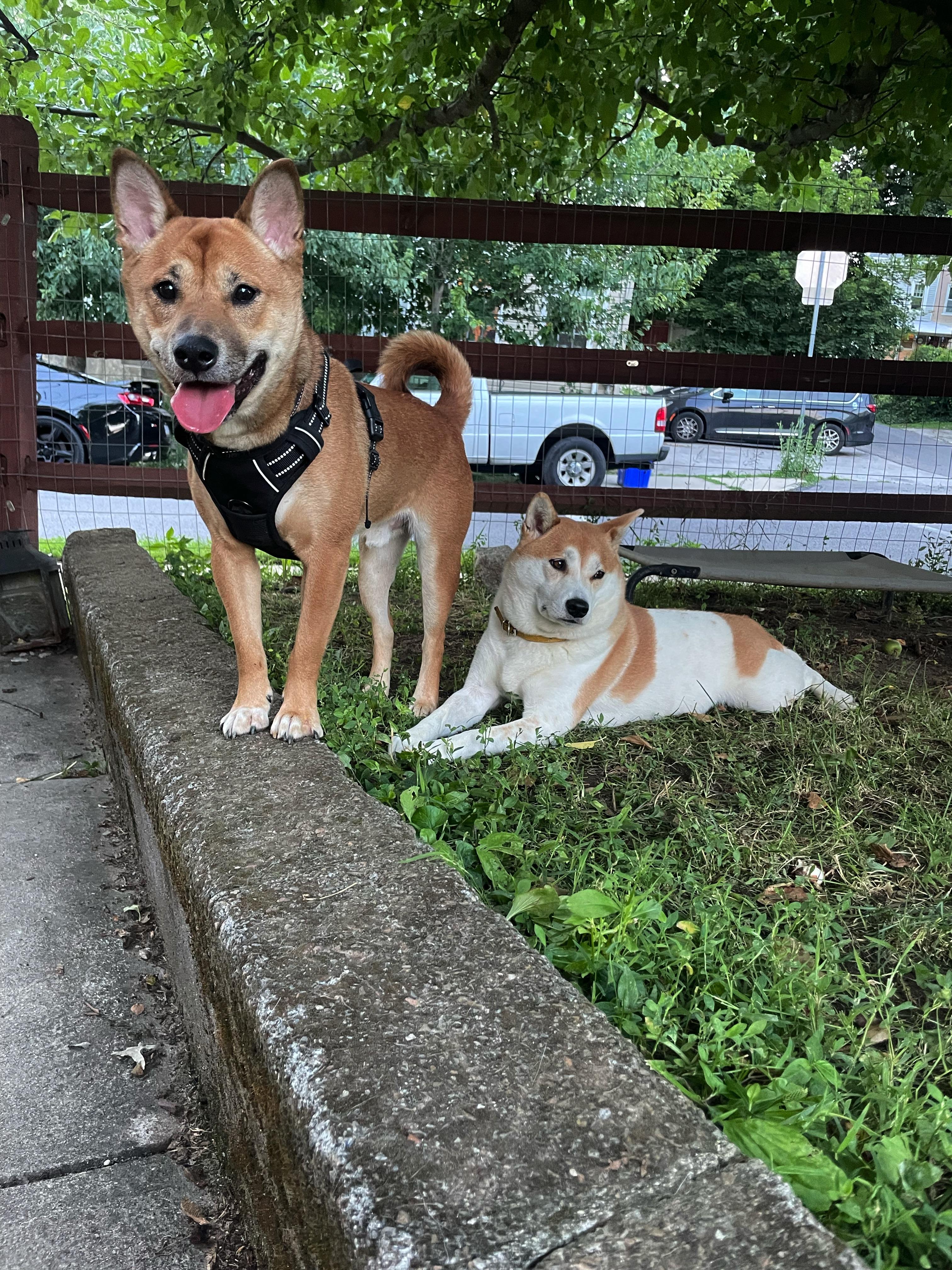 Lanni, an adopted Shiba Inu in Toms River, NJ image 5/6