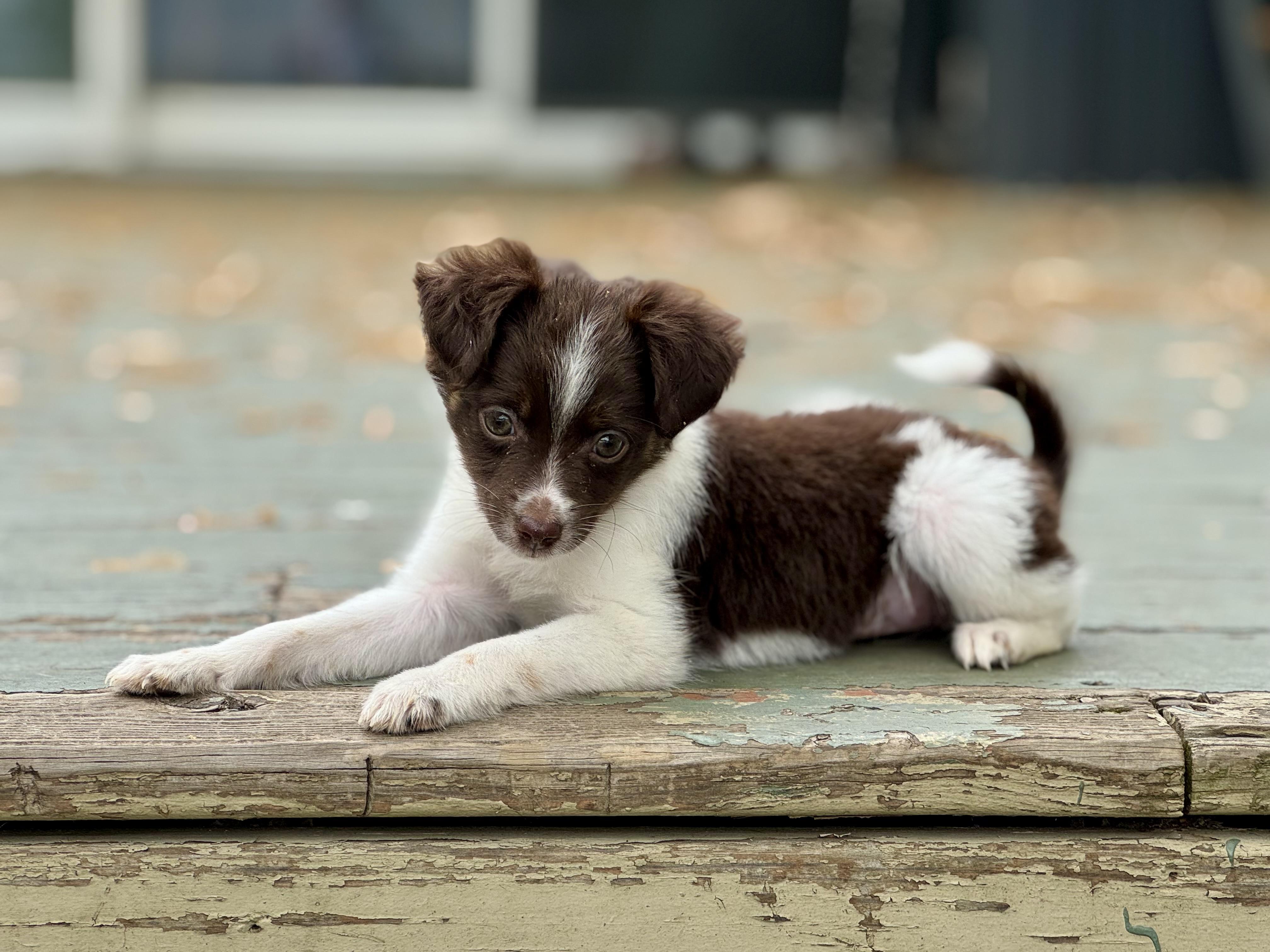 Enlarge Phoebe , an adopted mixed breed in Collingswood, NJ image 2/6