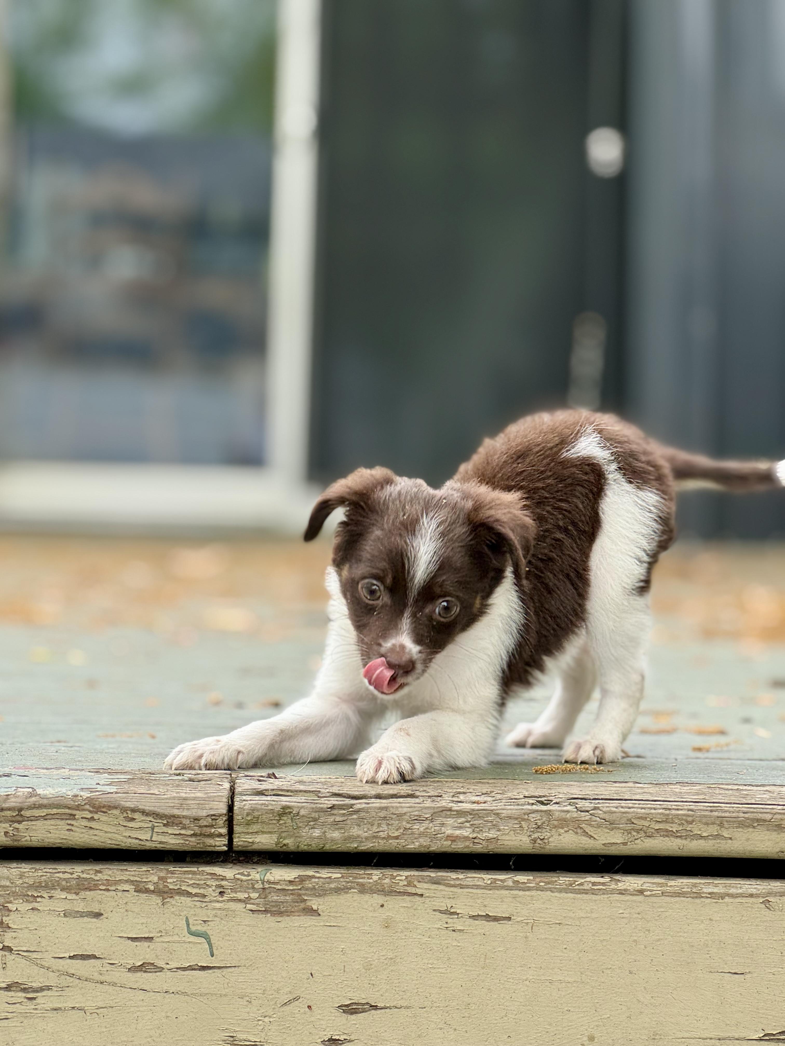 Enlarge Phoebe , an adopted mixed breed in Collingswood, NJ image 5/6