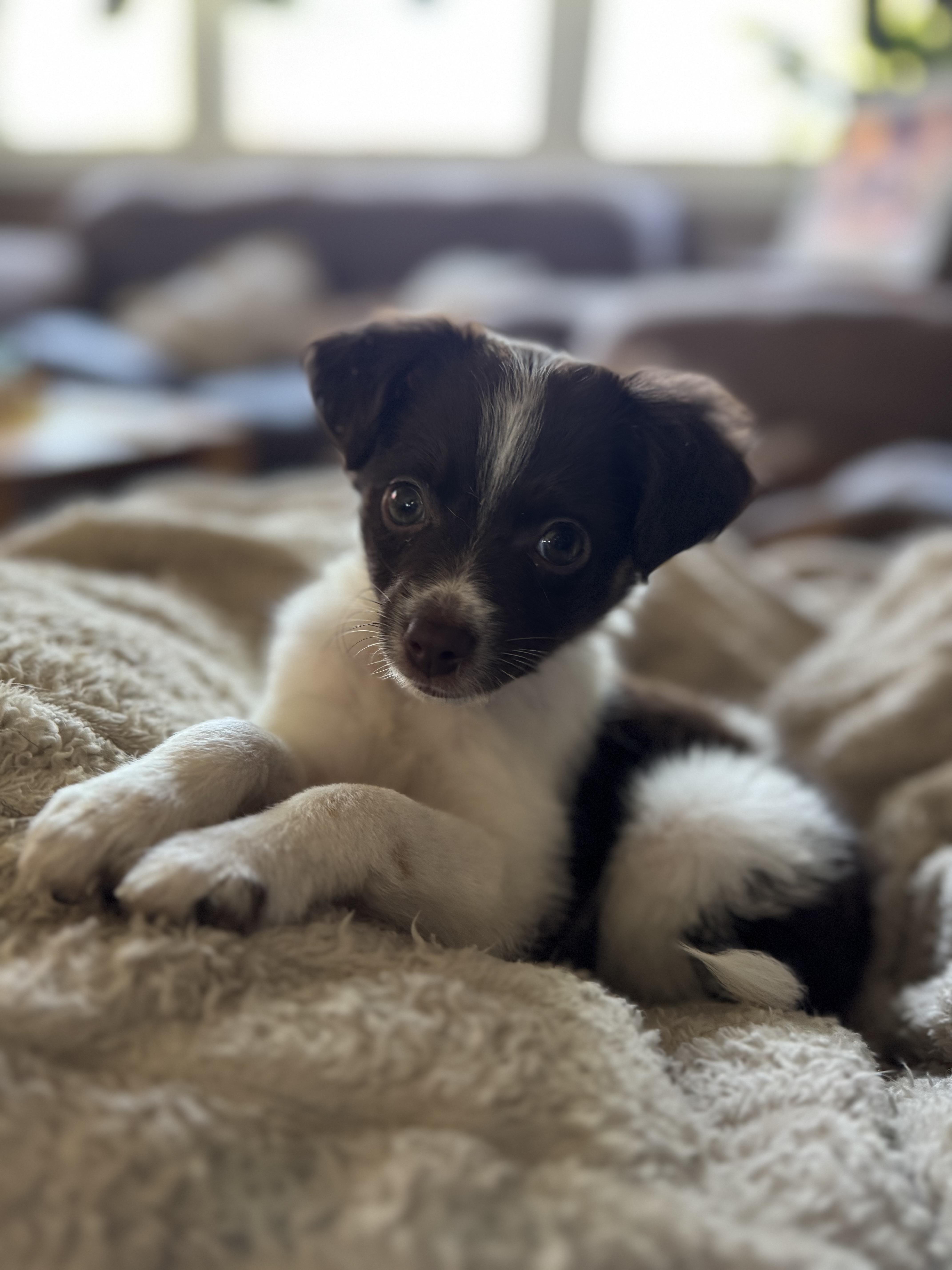 Enlarge Phoebe , an adopted mixed breed in Collingswood, NJ image 6/6
