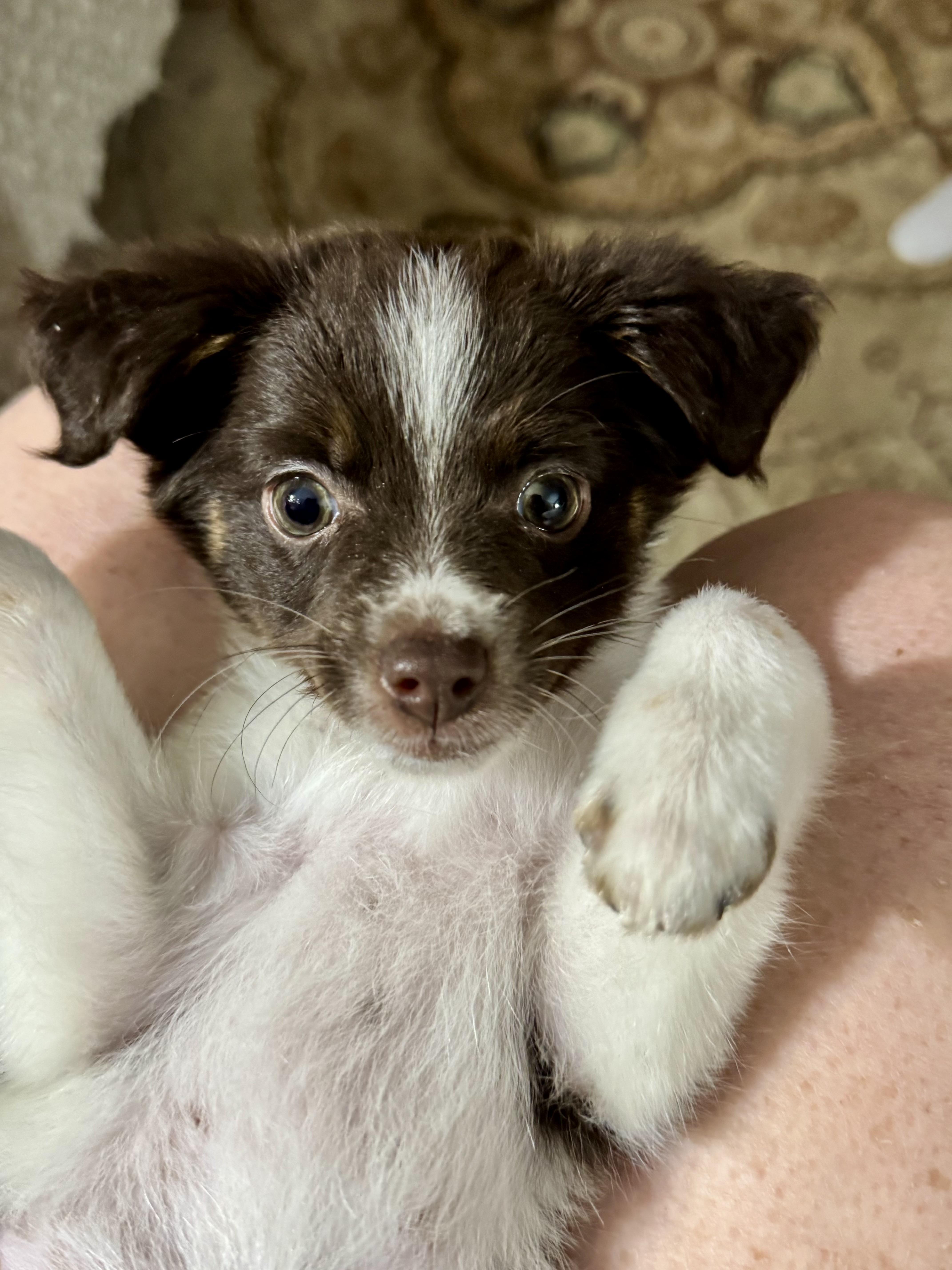 Phoebe , adopted, Puppy Female Pomeranian & Chihuahua.