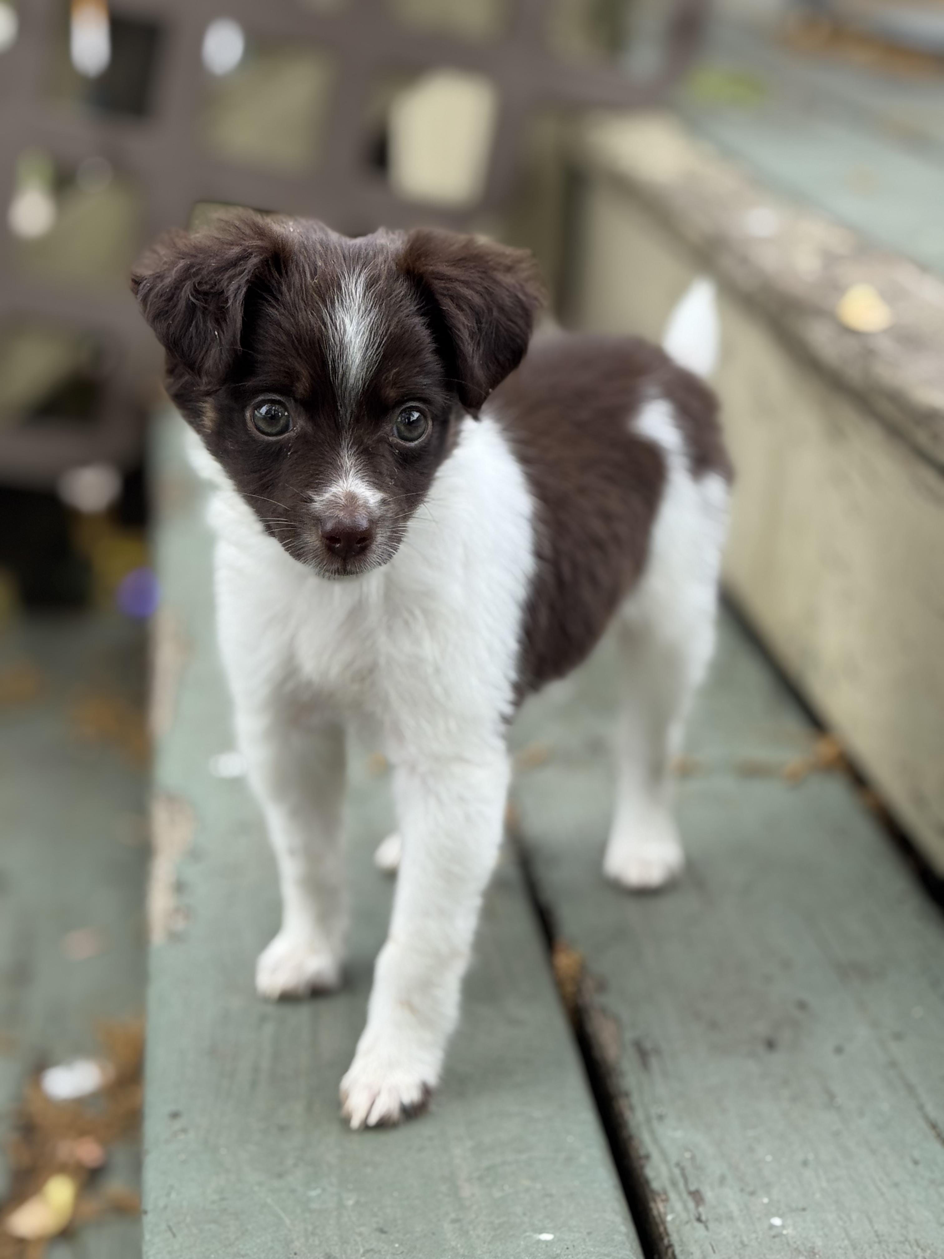 Enlarge Phoebe , an adopted mixed breed in Collingswood, NJ image 4/6