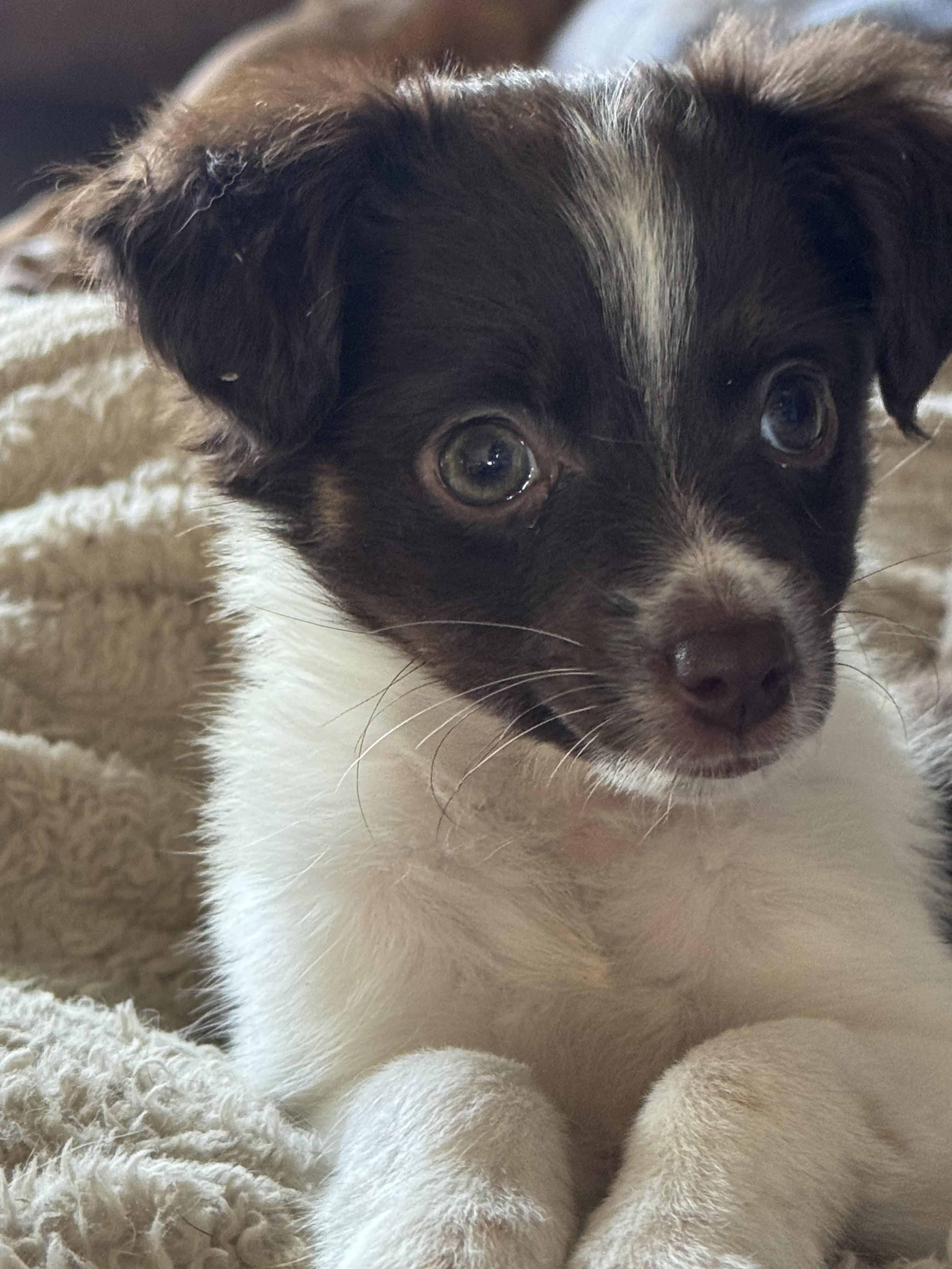 Enlarge Phoebe , an adopted mixed breed in Collingswood, NJ image 3/6