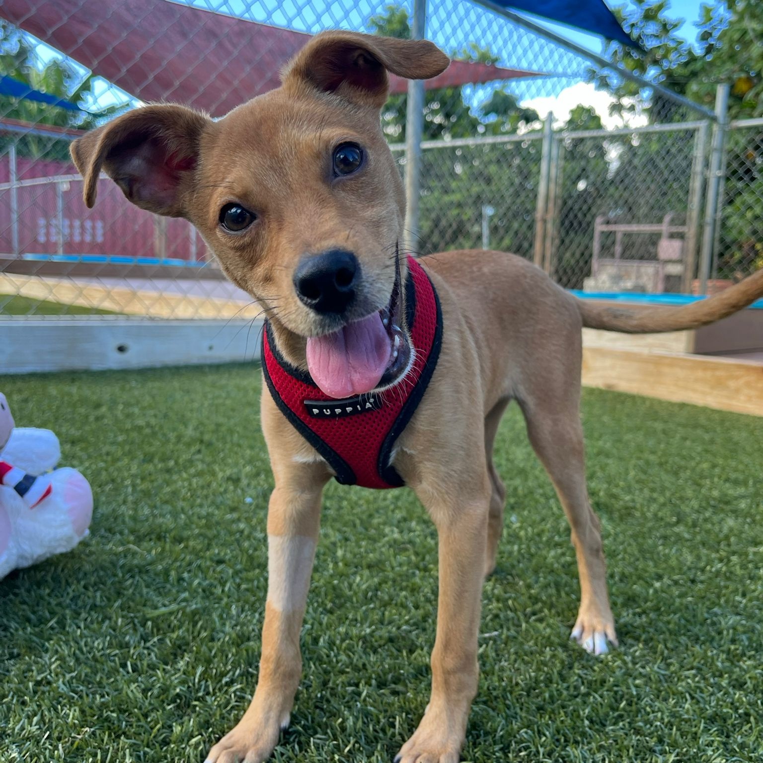 Dog for adoption Zane, a Mixed Breed in Lutherville, MD Petfinder