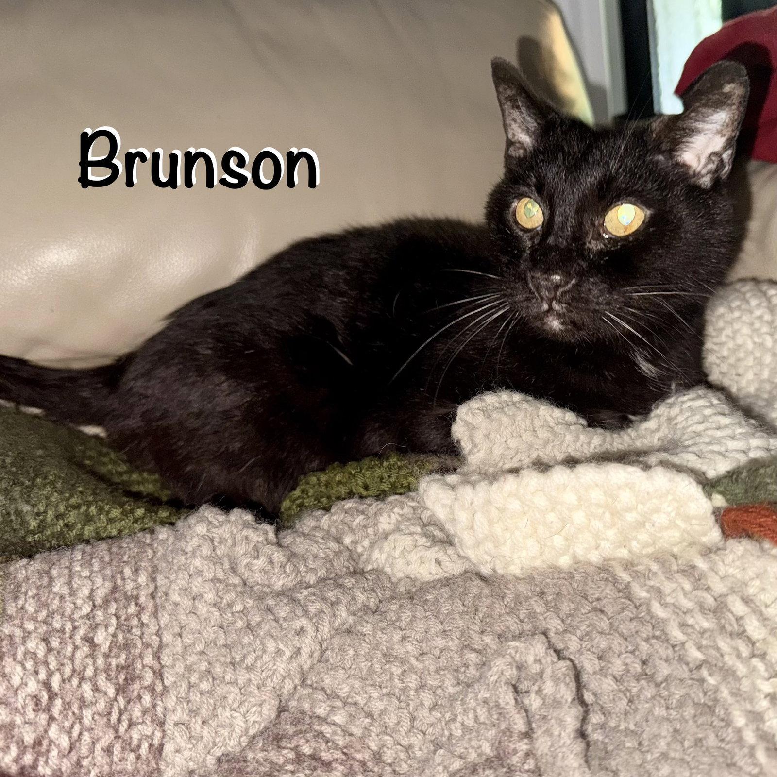 Brunson, Adoptable, Senior Male Domestic Short Hair.