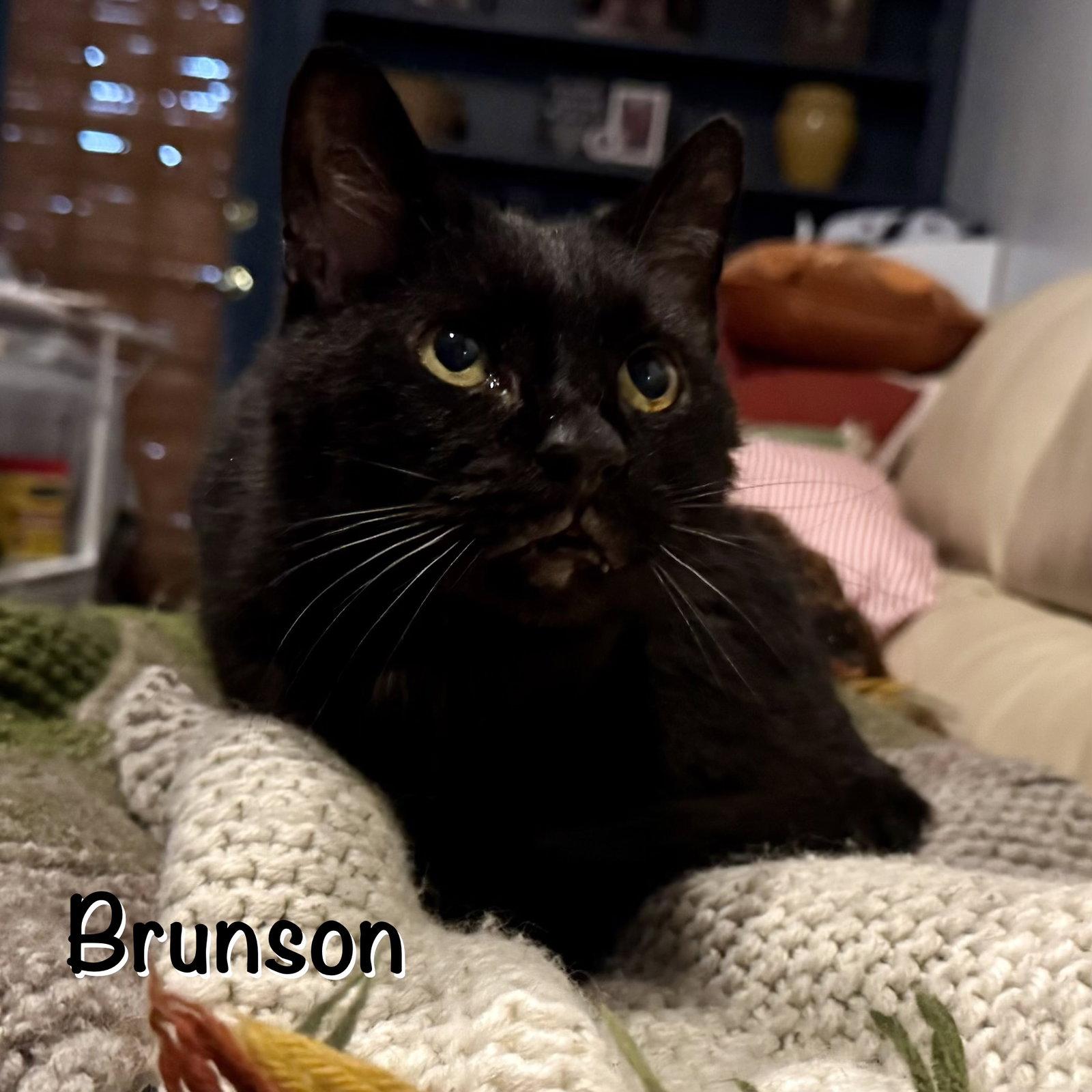 Enlarge Brunson, a Adoptable Domestic Short Hair in Spring Lake, NJ image 2/3