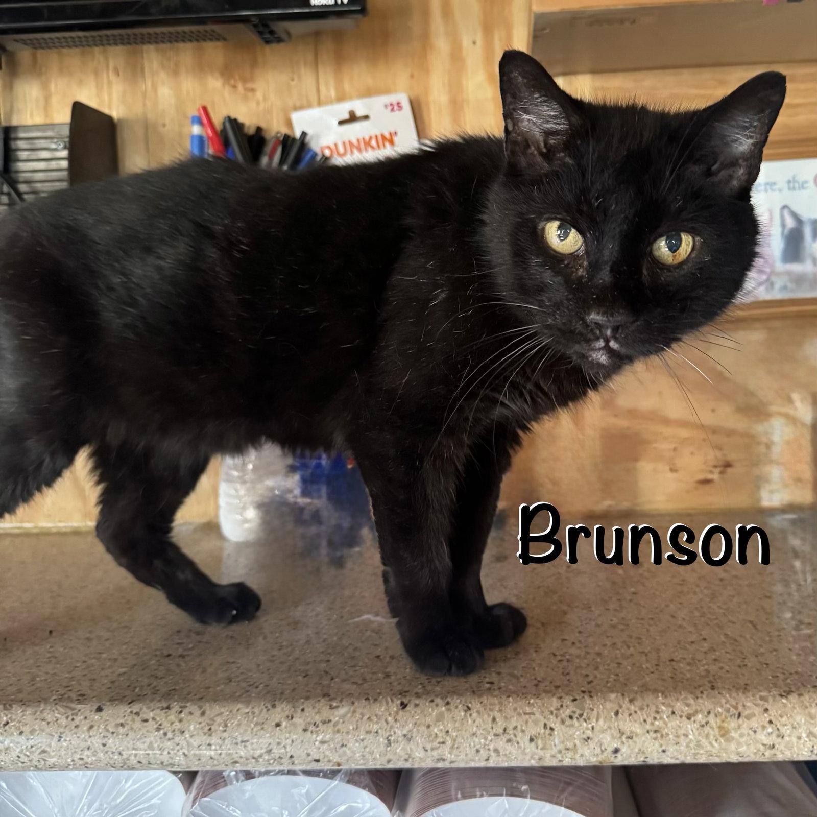 Enlarge Brunson, a Adoptable Domestic Short Hair in Spring Lake, NJ image 3/3