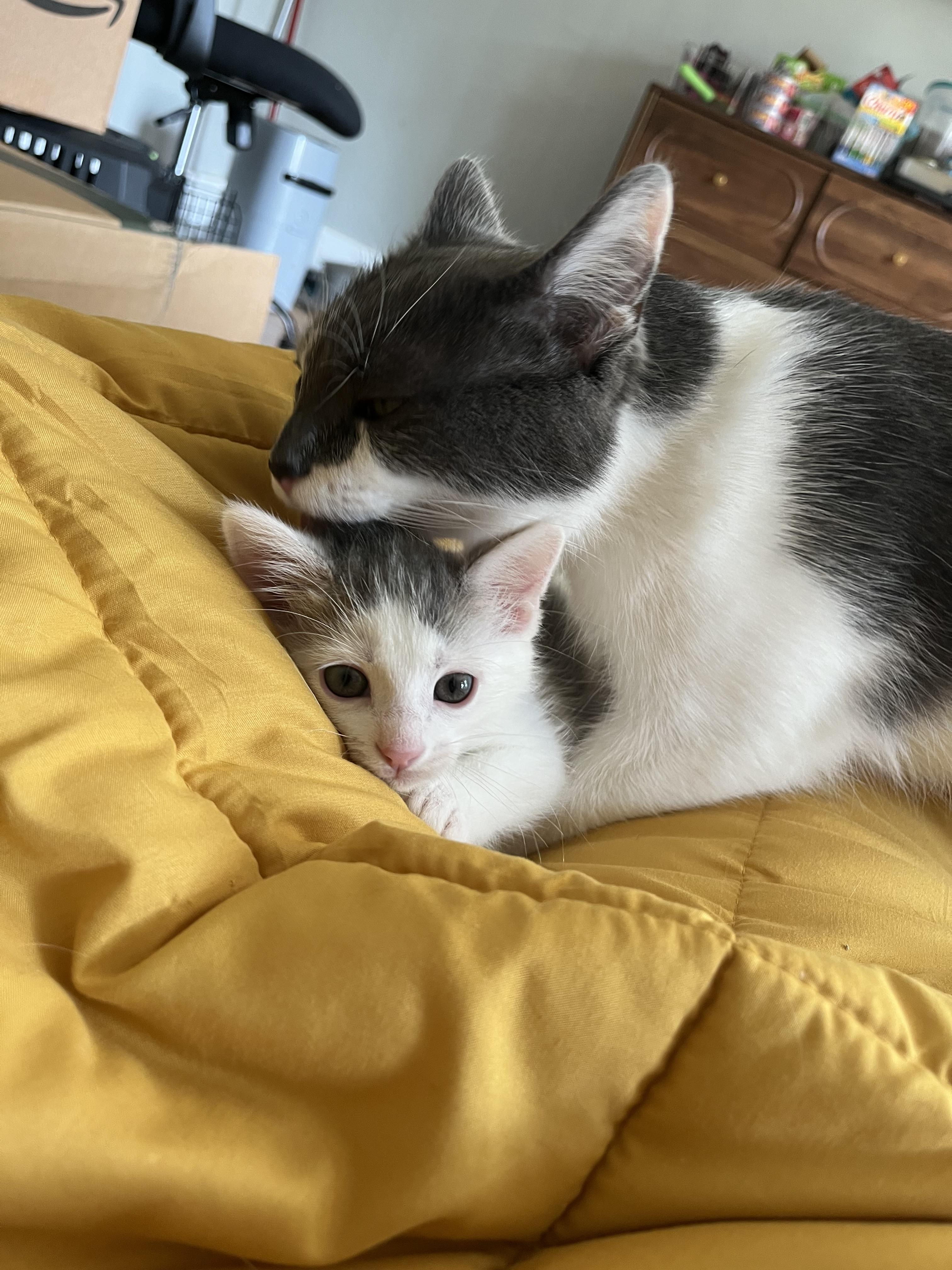 Stormy and Nimbus
