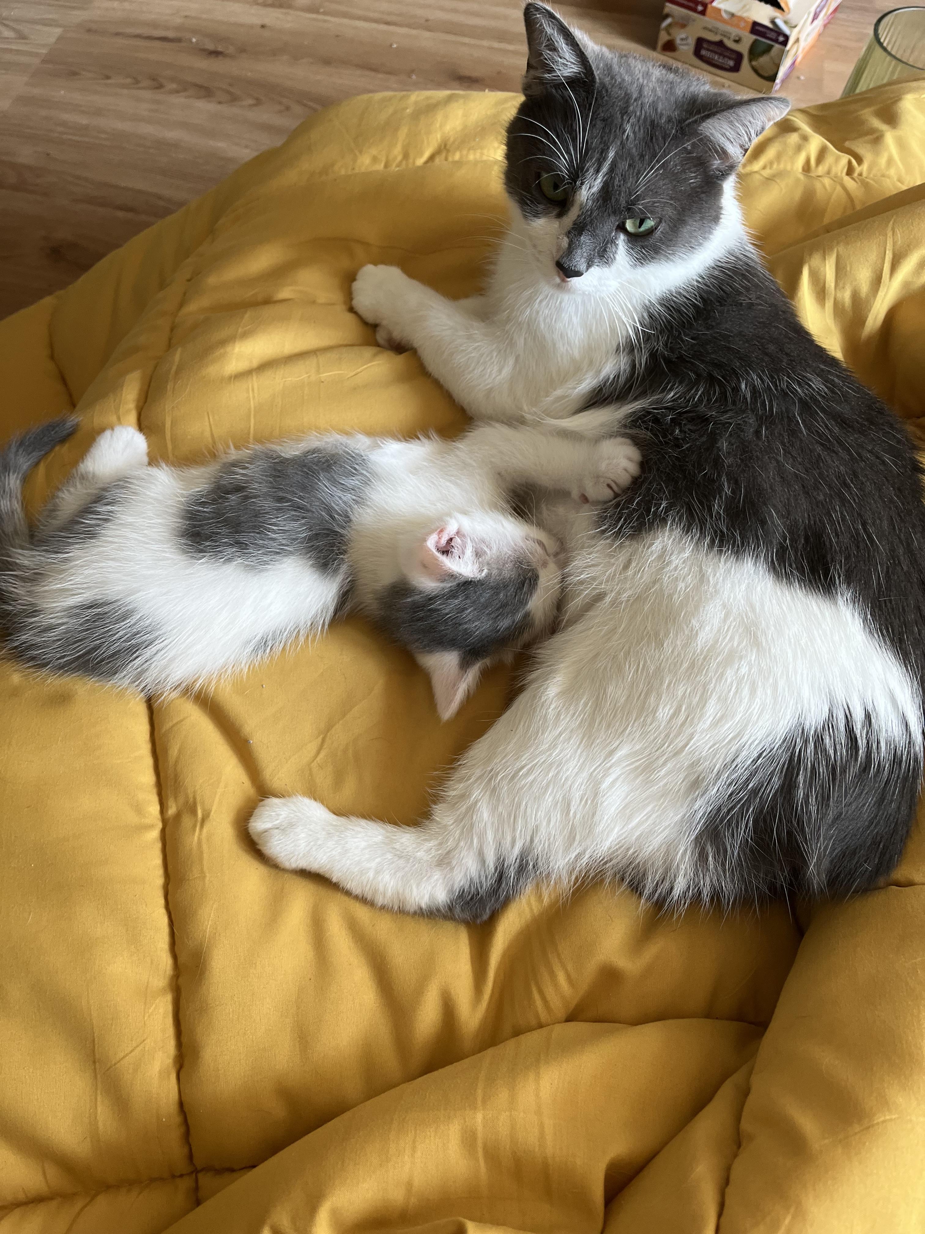 Stormy and Nimbus