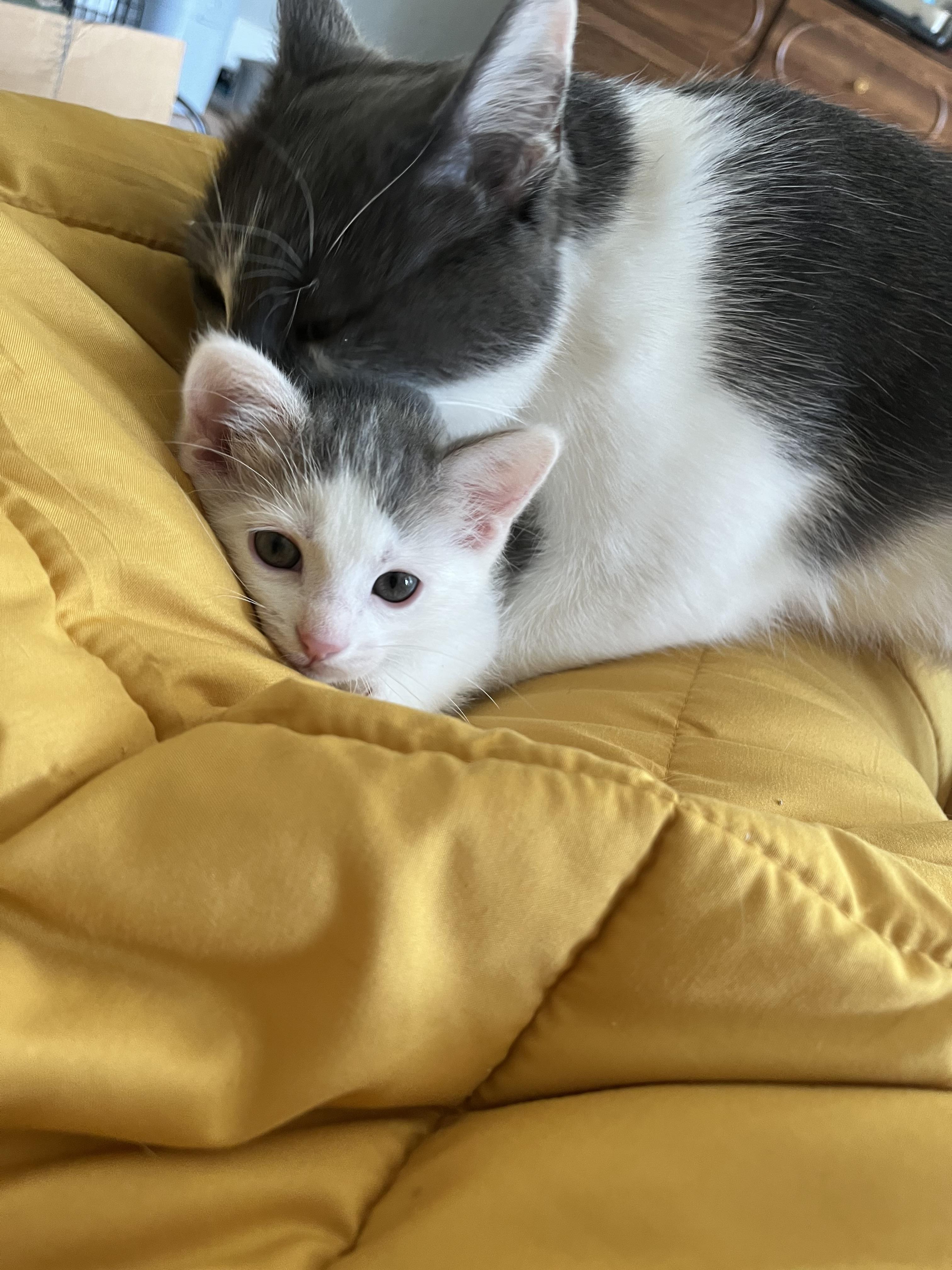 Stormy and Nimbus