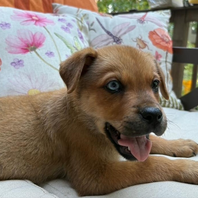 Smoky, Adoptable, Puppy Male Boxer & Husky.