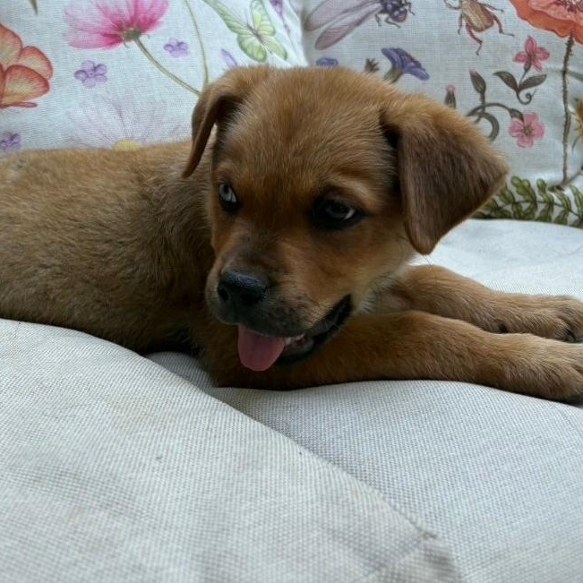 Enlarge Smoky, a Adoptable mixed breed in Colonial Heights, VA image 2/2