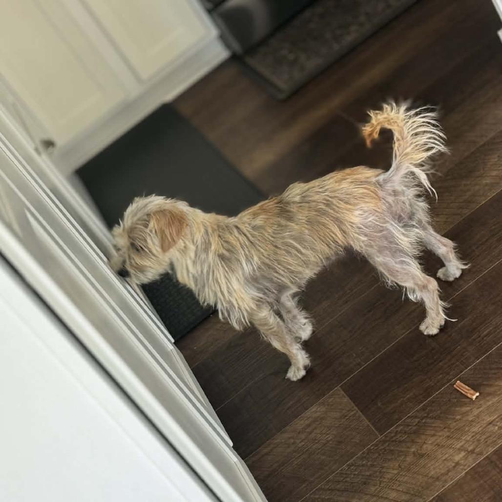 Belle, Adoptable, Adult Female Terrier.