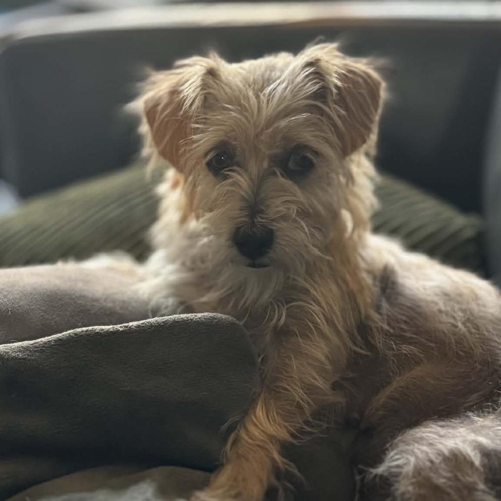 Enlarge Belle, a Adoptable Terrier in Ferndale, WA image 2/4