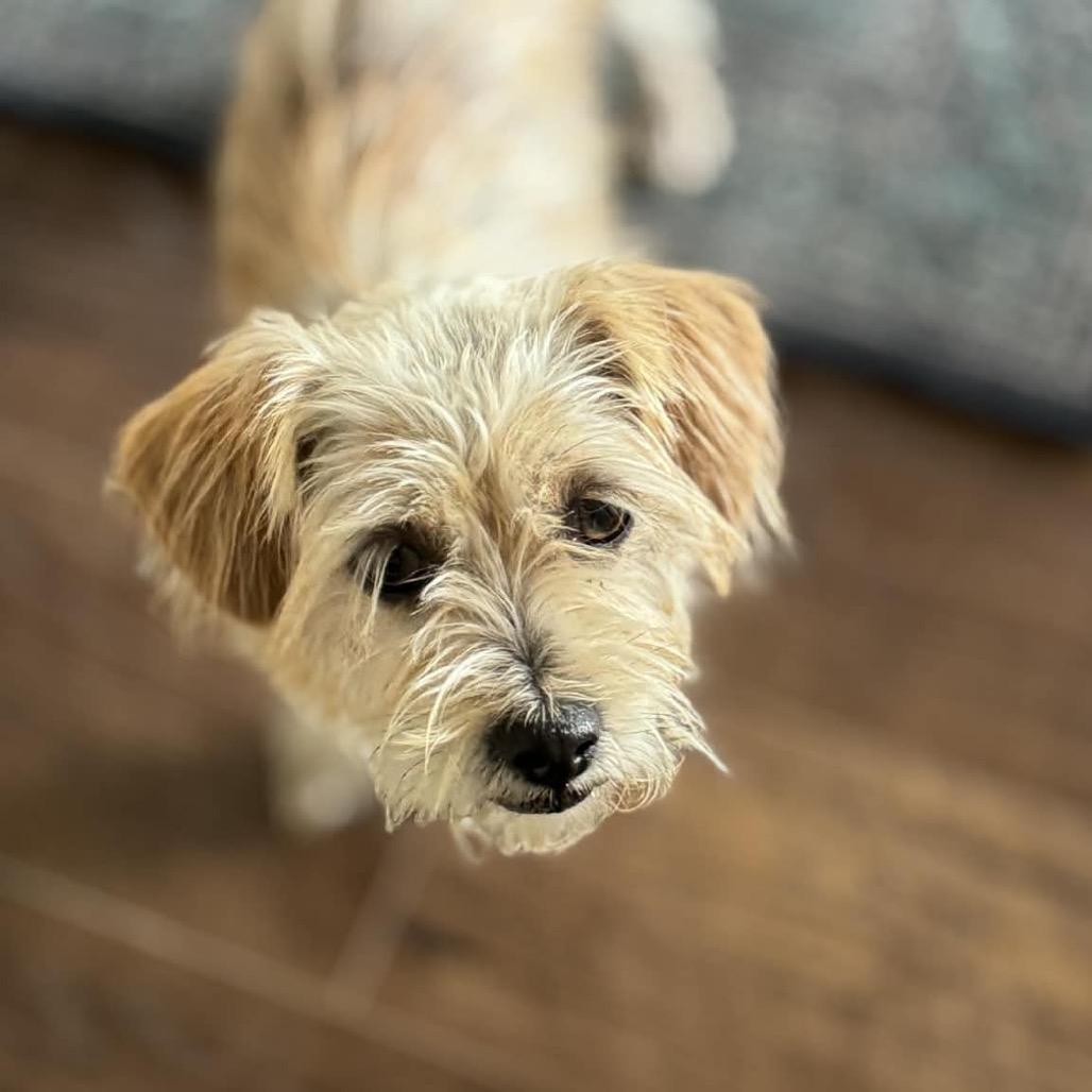 Enlarge Belle, a Adoptable Terrier in Ferndale, WA image 3/4