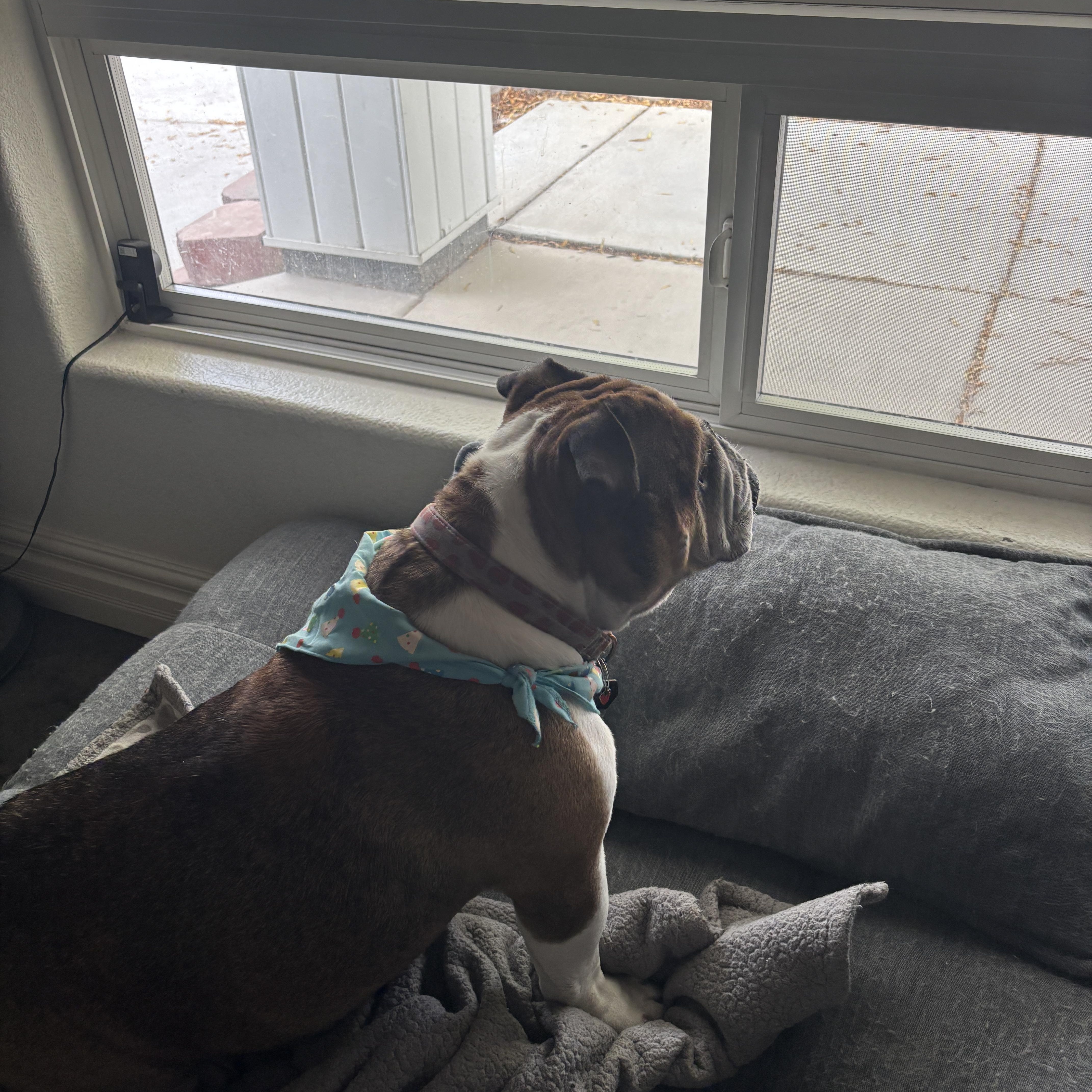 Enlarge Poppy, a Adopted English Bulldog in Las Vegas, NV image 2/6