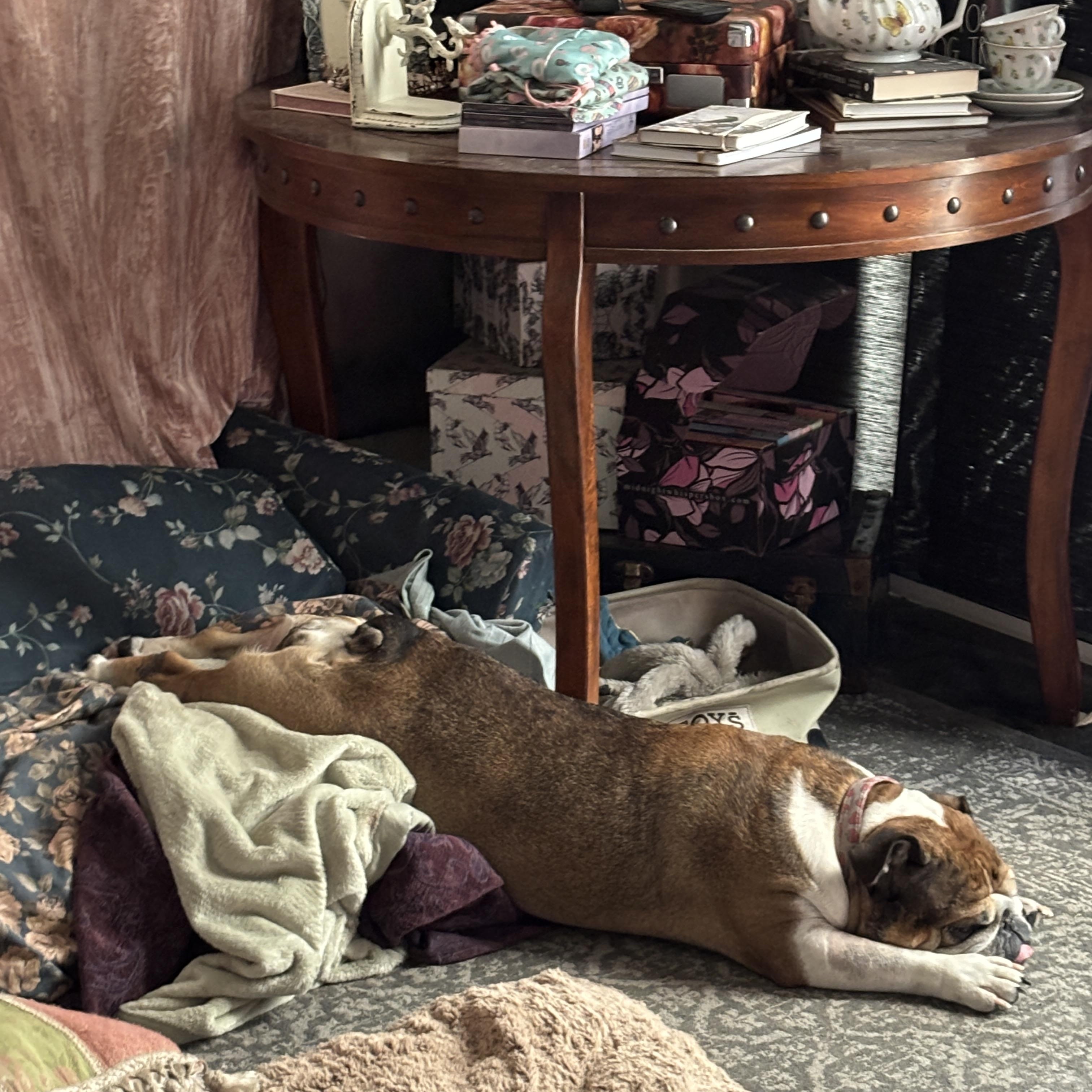 Poppy, Adopted, Adult Female English Bulldog.