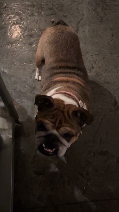 Enlarge Poppy, a Adopted English Bulldog in Las Vegas, NV video 3/6