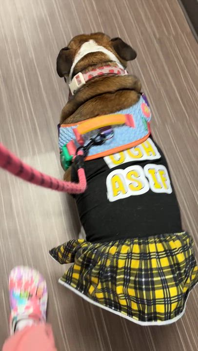 Enlarge Poppy, a Adopted English Bulldog in Las Vegas, NV video 4/6