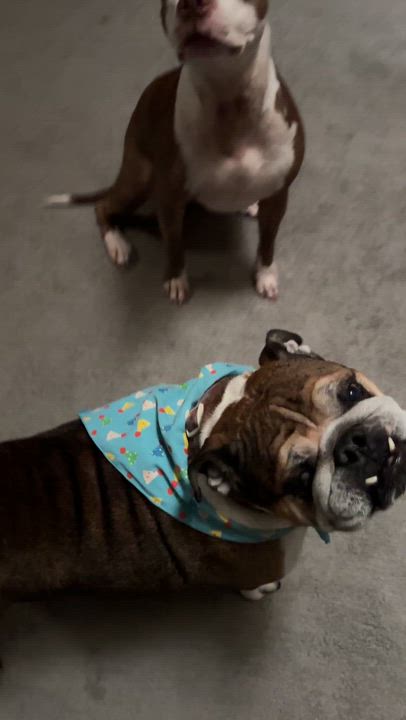 Enlarge Poppy, a Adopted English Bulldog in Las Vegas, NV video 6/6