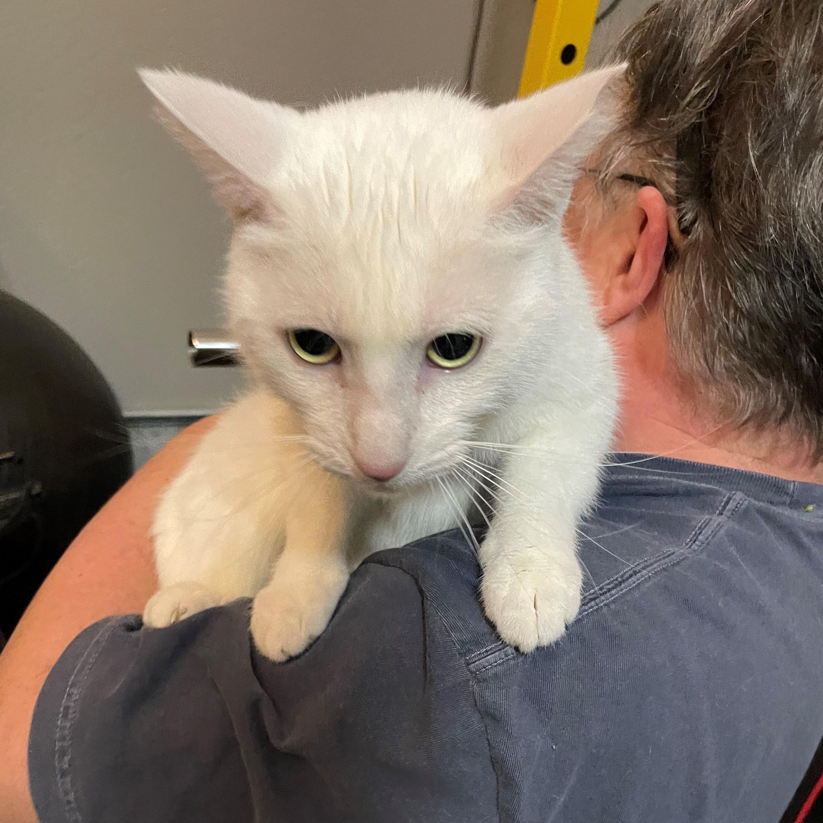 Stockton, Adoptable, Adult Male Domestic Short Hair.