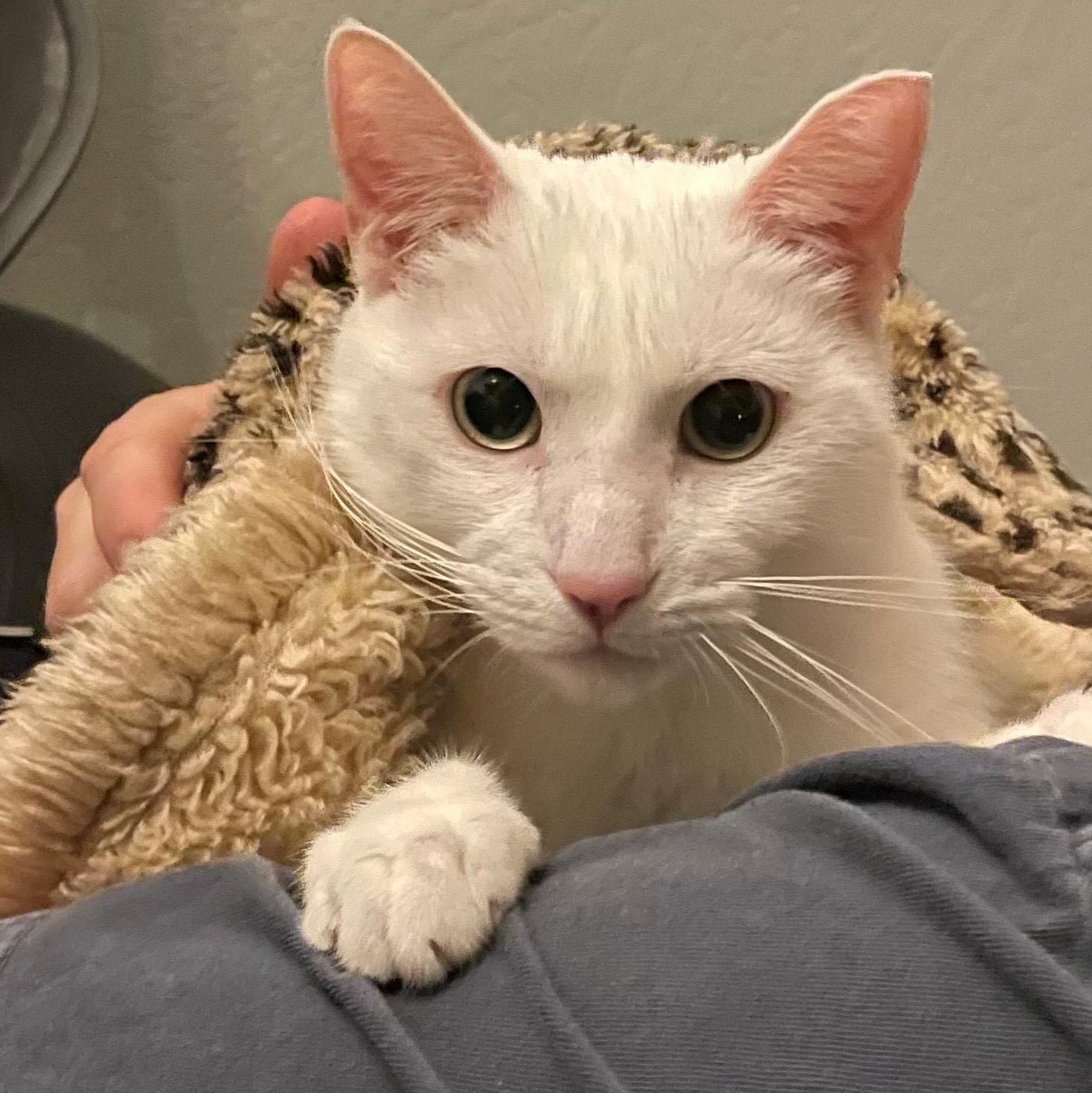 Stockton, Adoptable, Adult Male Domestic Short Hair.