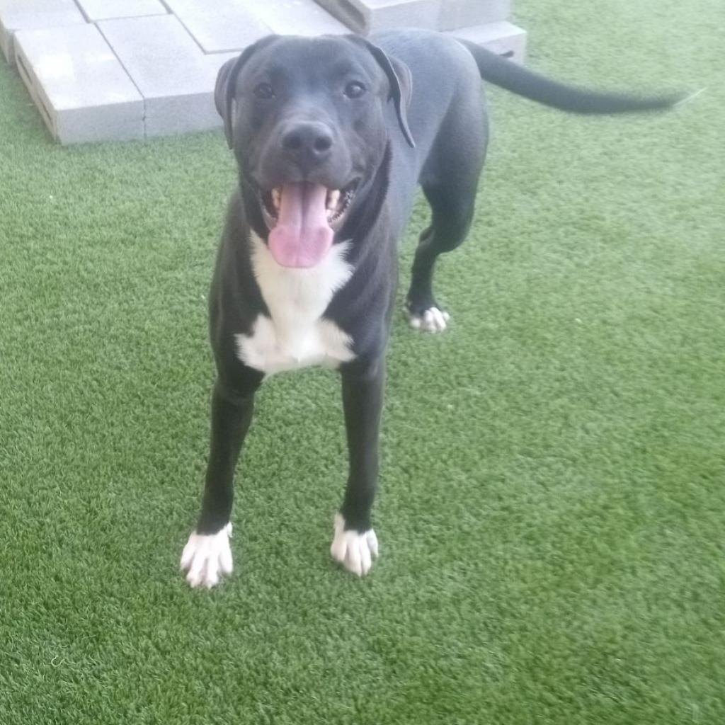 Enlarge Arlo, a Adoptable mixed breed in Atlanta, GA image 2/2