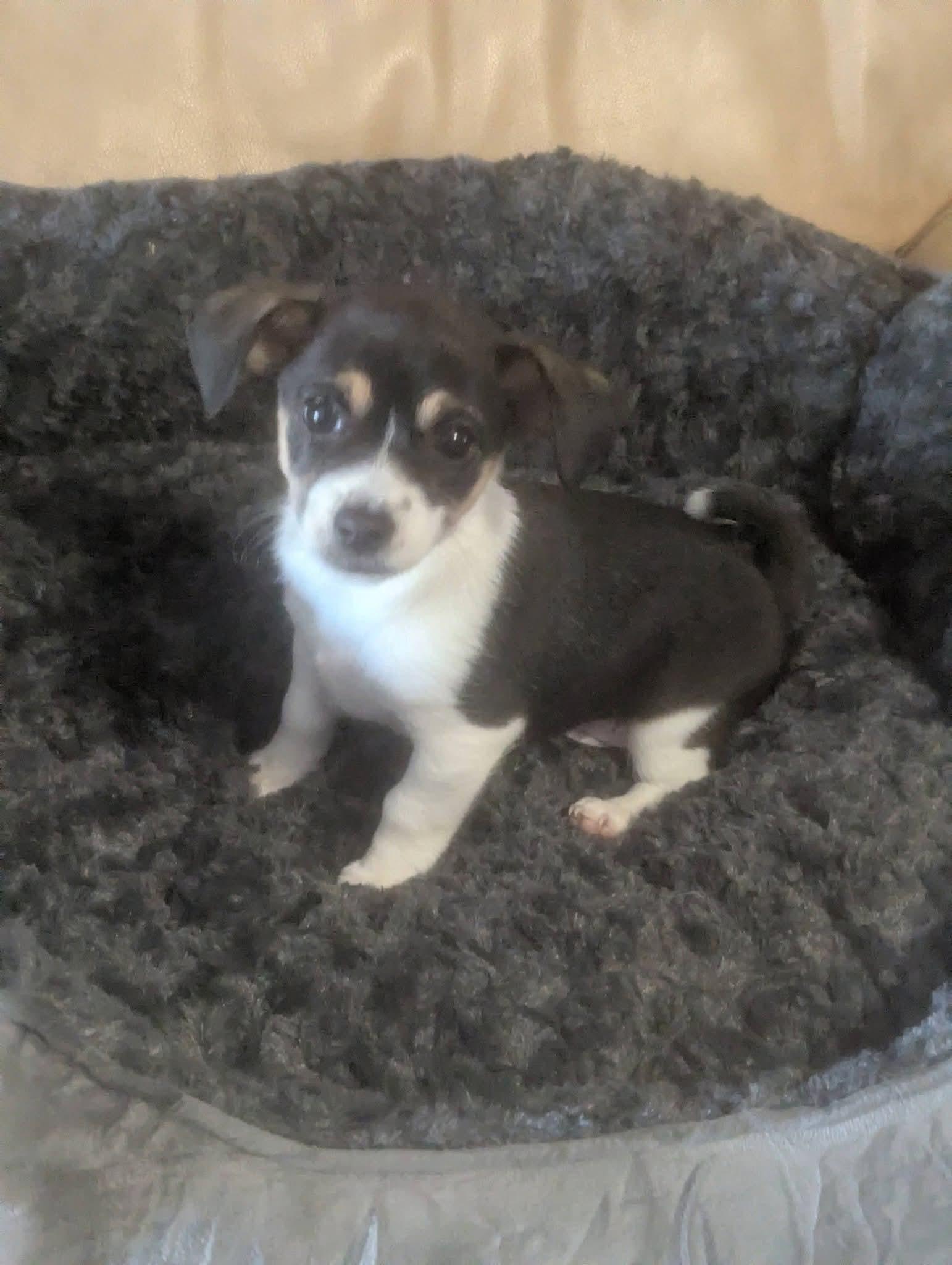 Enlarge Doodles , a ADOPTABLE mixed breed in Oakland, CA image 5/6
