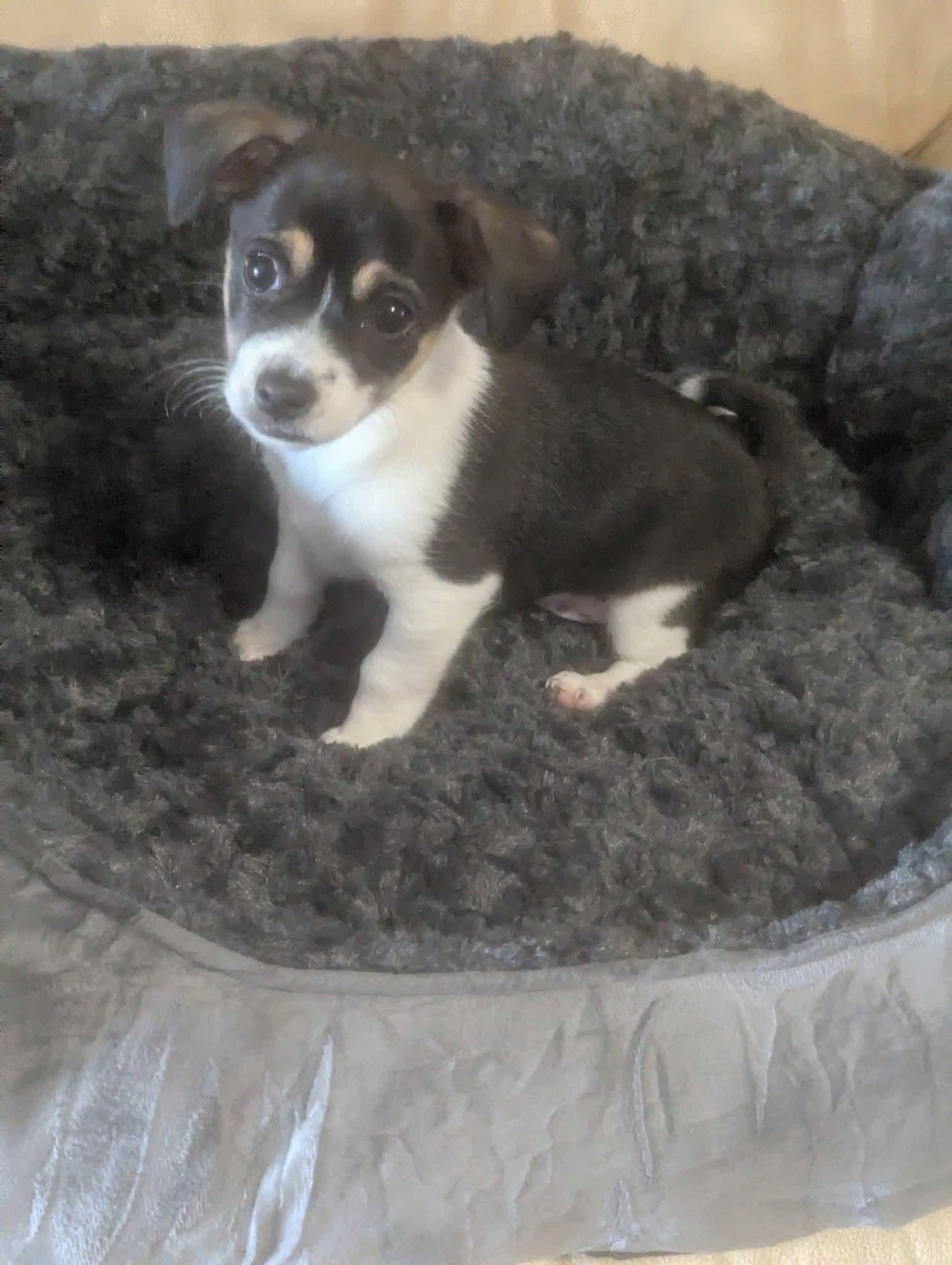 Doodles , ADOPTABLE, Puppy Male Terrier & Miniature Poodle.