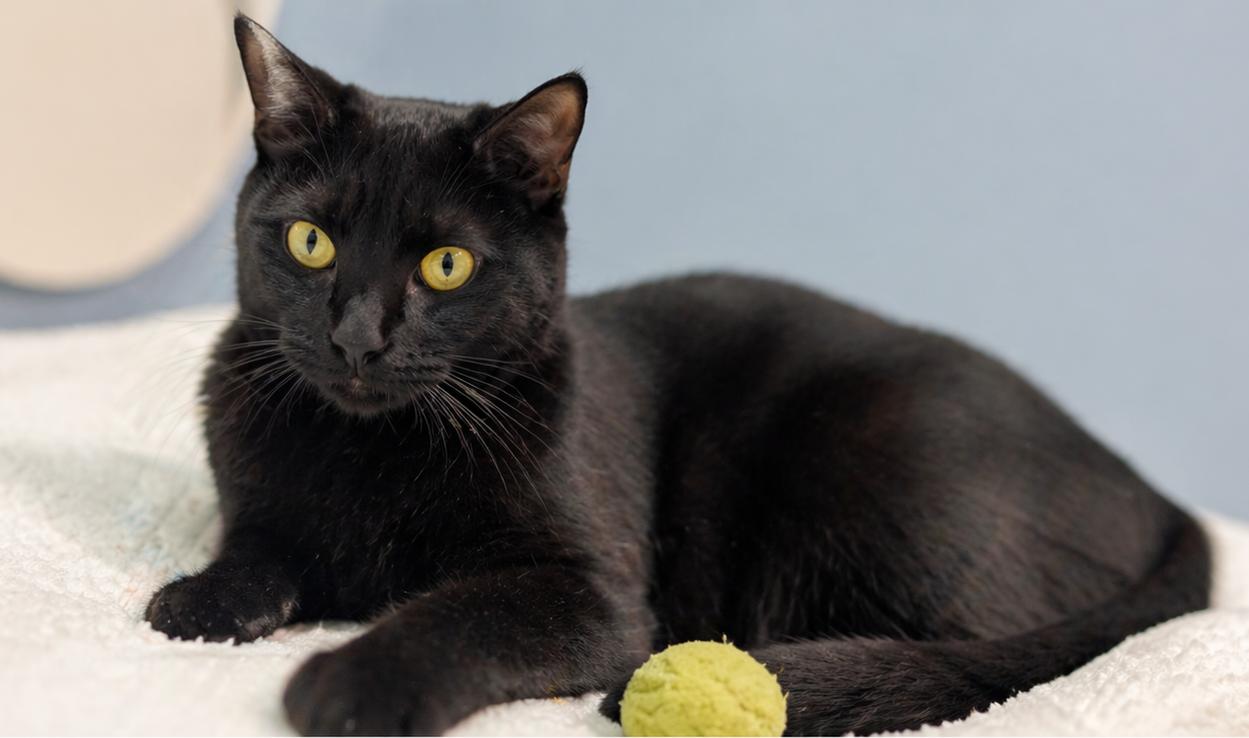 Poe, an adopted Domestic Short Hair in Fort Worth, TX image 3/4