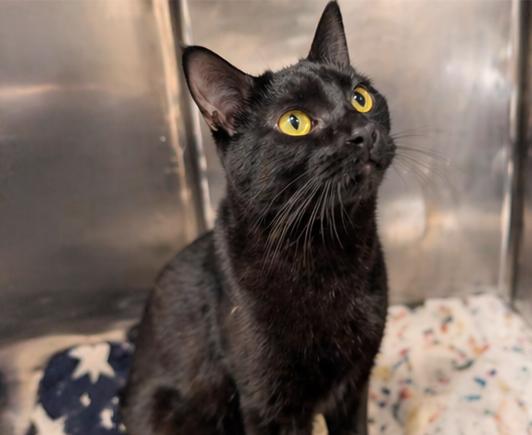 Poe, an adopted Domestic Short Hair in Fort Worth, TX image 2/4