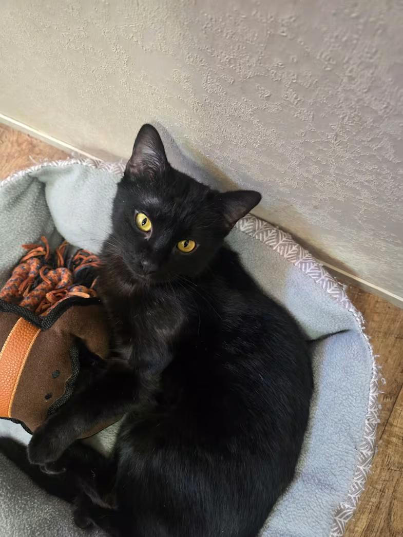Poe, an adopted Domestic Short Hair in Fort Worth, TX image 4/4
