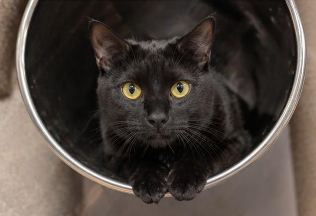 Poe, an adopted Domestic Short Hair in Fort Worth, TX image 1/4