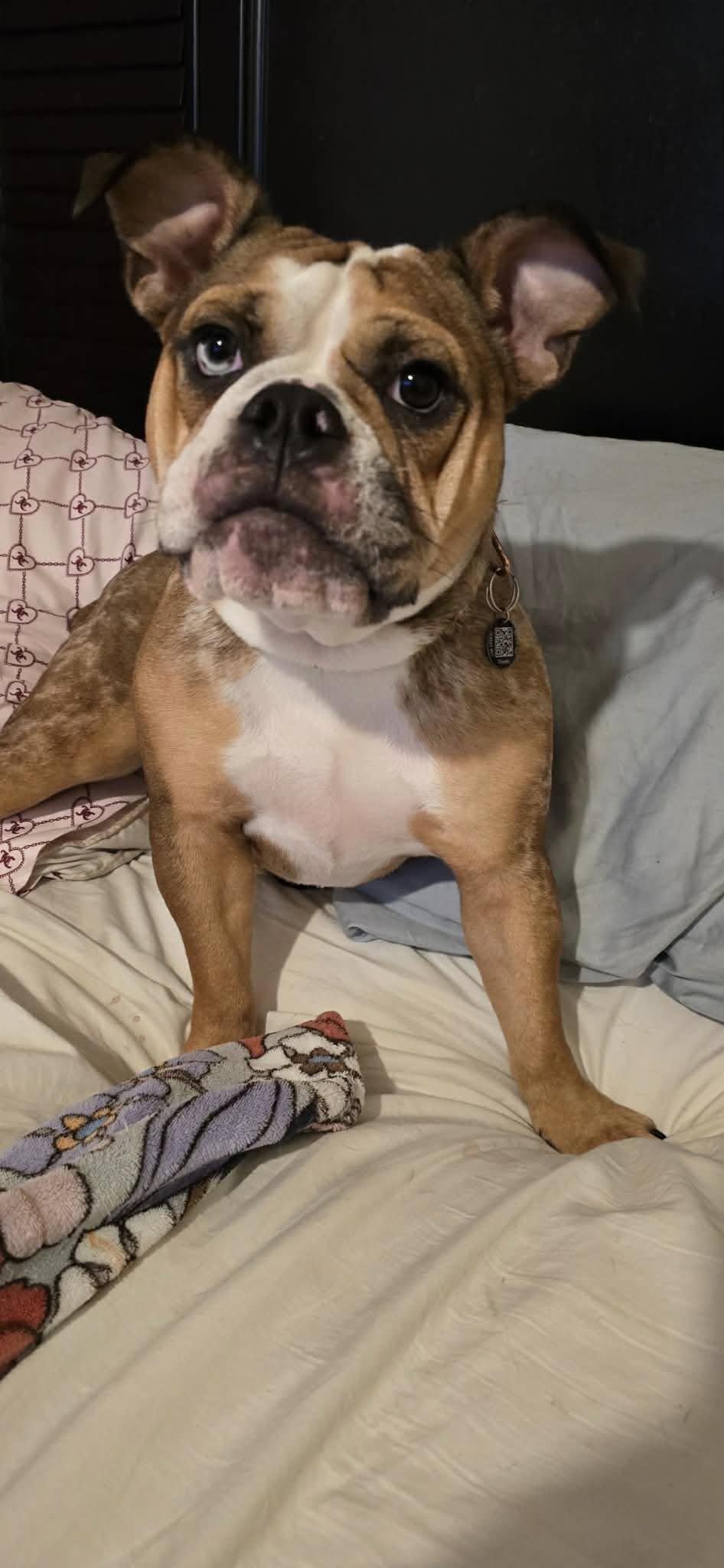 Bailey, adopted, Young Female Beagle & Bull Terrier.