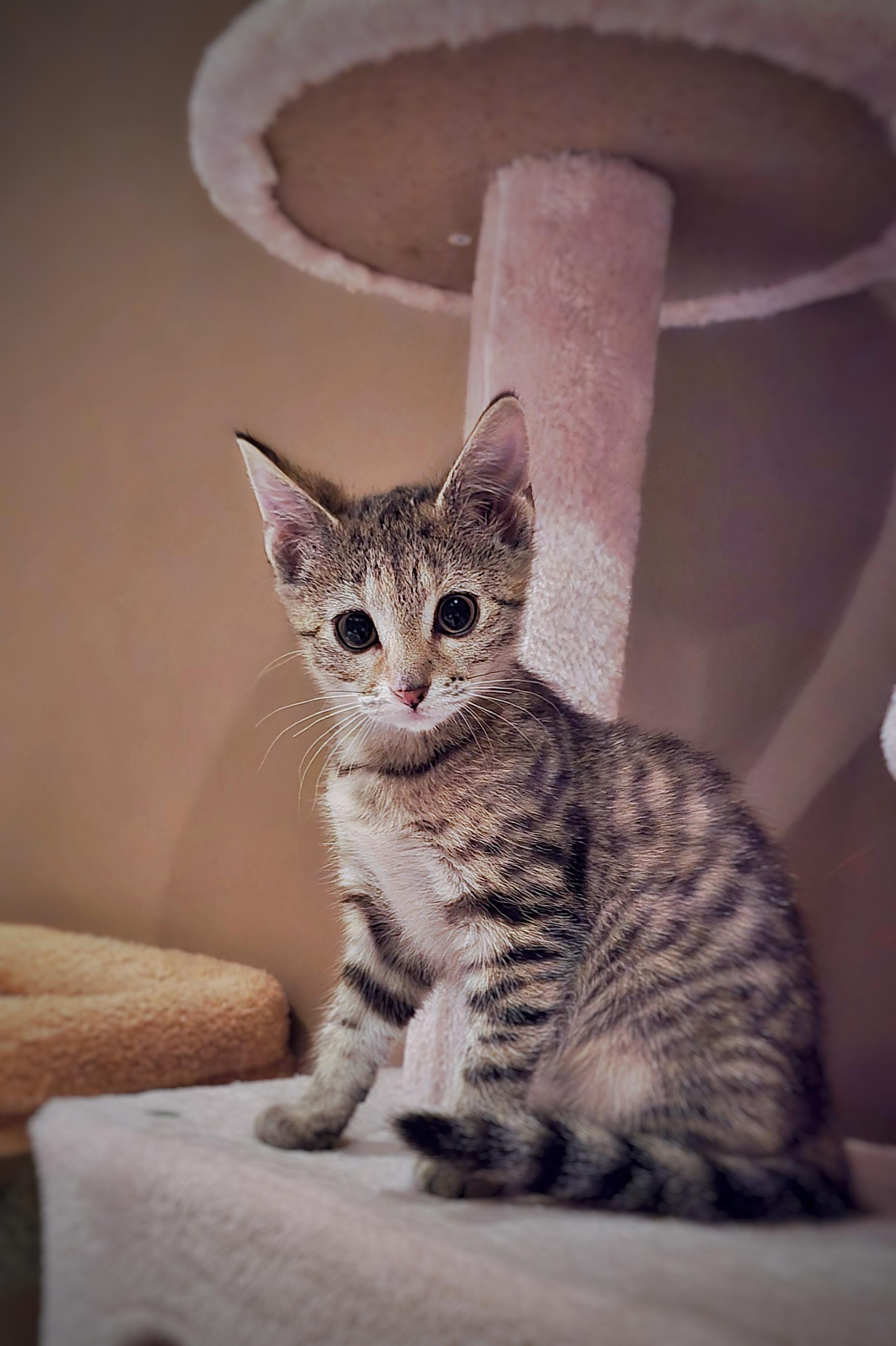 Enlarge Strudel, a Adopted mixed breed in BREINIGSVILLE, PA image 1/5