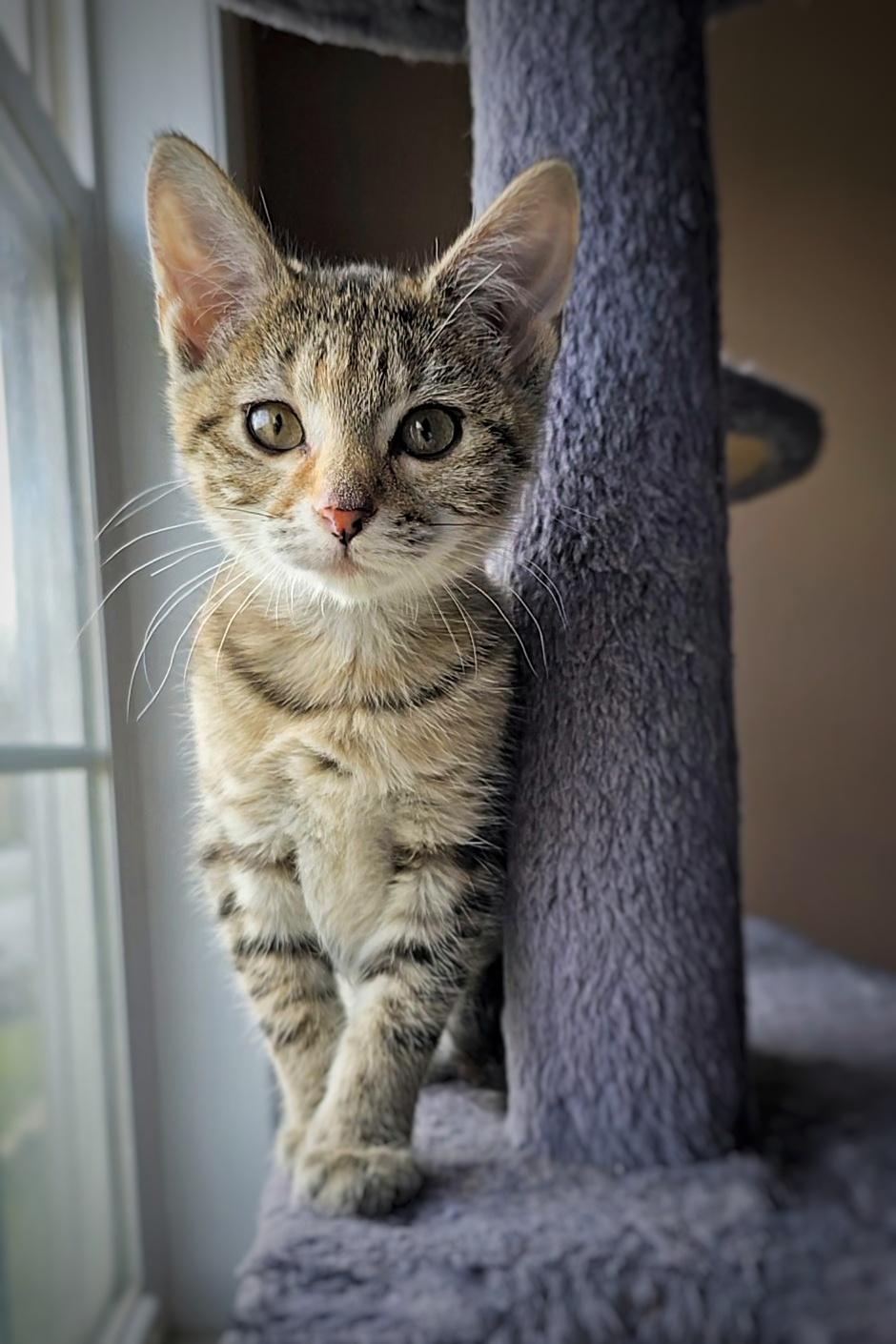 Enlarge Strudel, a Adopted mixed breed in BREINIGSVILLE, PA image 2/5