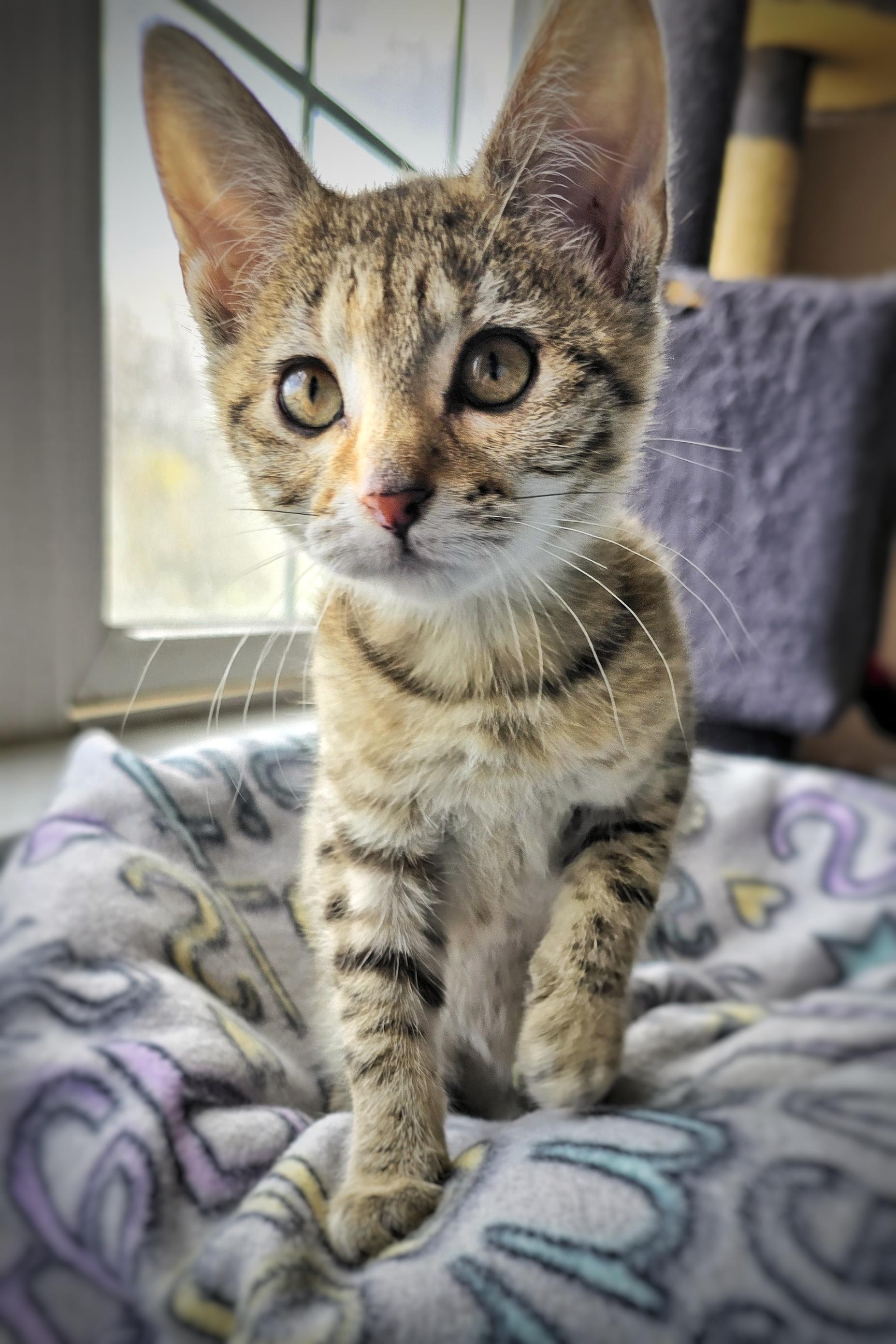 Enlarge Strudel, a Adopted mixed breed in BREINIGSVILLE, PA image 3/5
