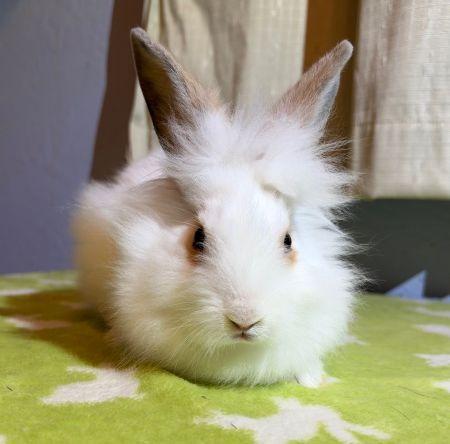 Enlarge Aubrey, a Adoptable Bunny Rabbit in Scotts Valley, CA image 1/2