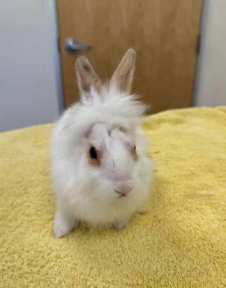 Enlarge Aubrey, a Adoptable Bunny Rabbit in Scotts Valley, CA image 2/2