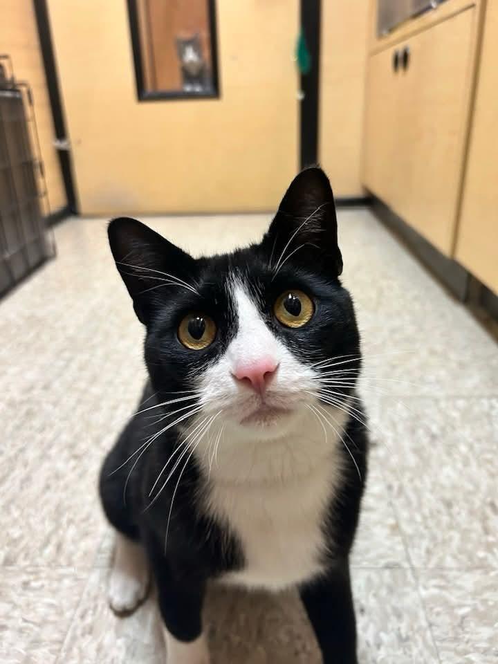Norman, adoptable, Senior Male Domestic Short Hair.