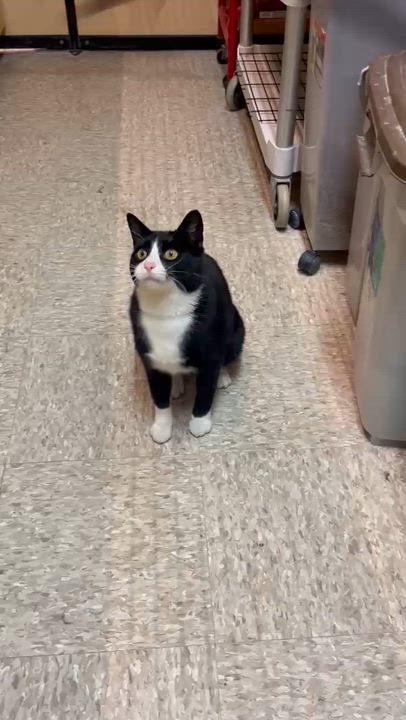 Enlarge Norman, an adoptable mixed breed in Carsonville, MI video 6/6