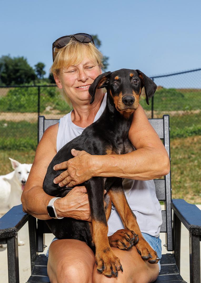 Enlarge Gillies aka, Louie, a Adoptable Doberman Pinscher in Chester Springs, PA image 2/3