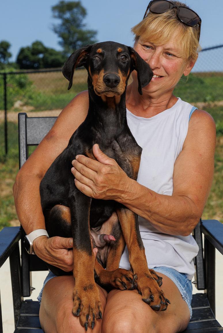 Gillies aka, Louie, Adoptable, Puppy Male Doberman Pinscher.