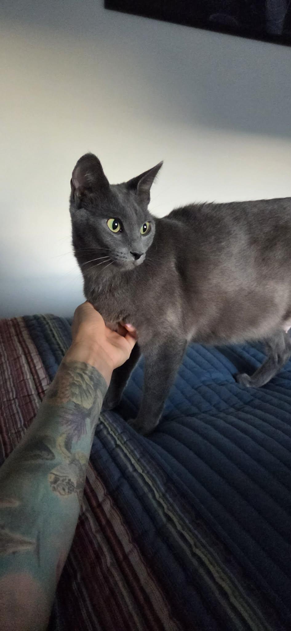 Enlarge WILLOW, a ADOPTABLE Russian Blue in Palmdale, CA image 2/3